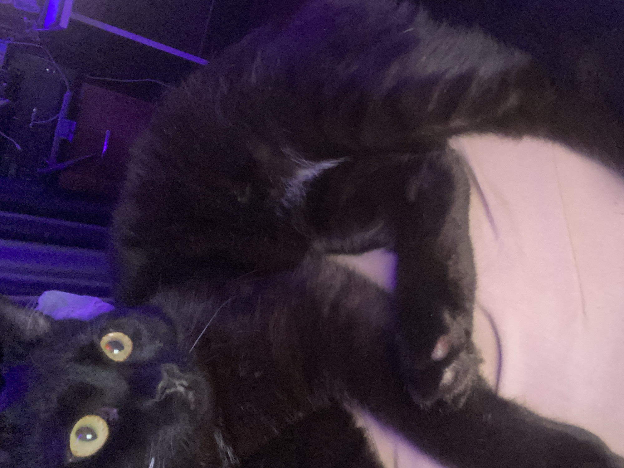 The image shows a black cat with yellow eyes lying on a light pink surface. The cat is in an unusual pose, with its head facing the camera and its body twisted. There is a white patch of fur on the cat's chest. In the background, there are some dark objects, possibly electronic equipment, and a faint blue-purple light. The location is unknown but is specified to be in Izhevsk, Russia.