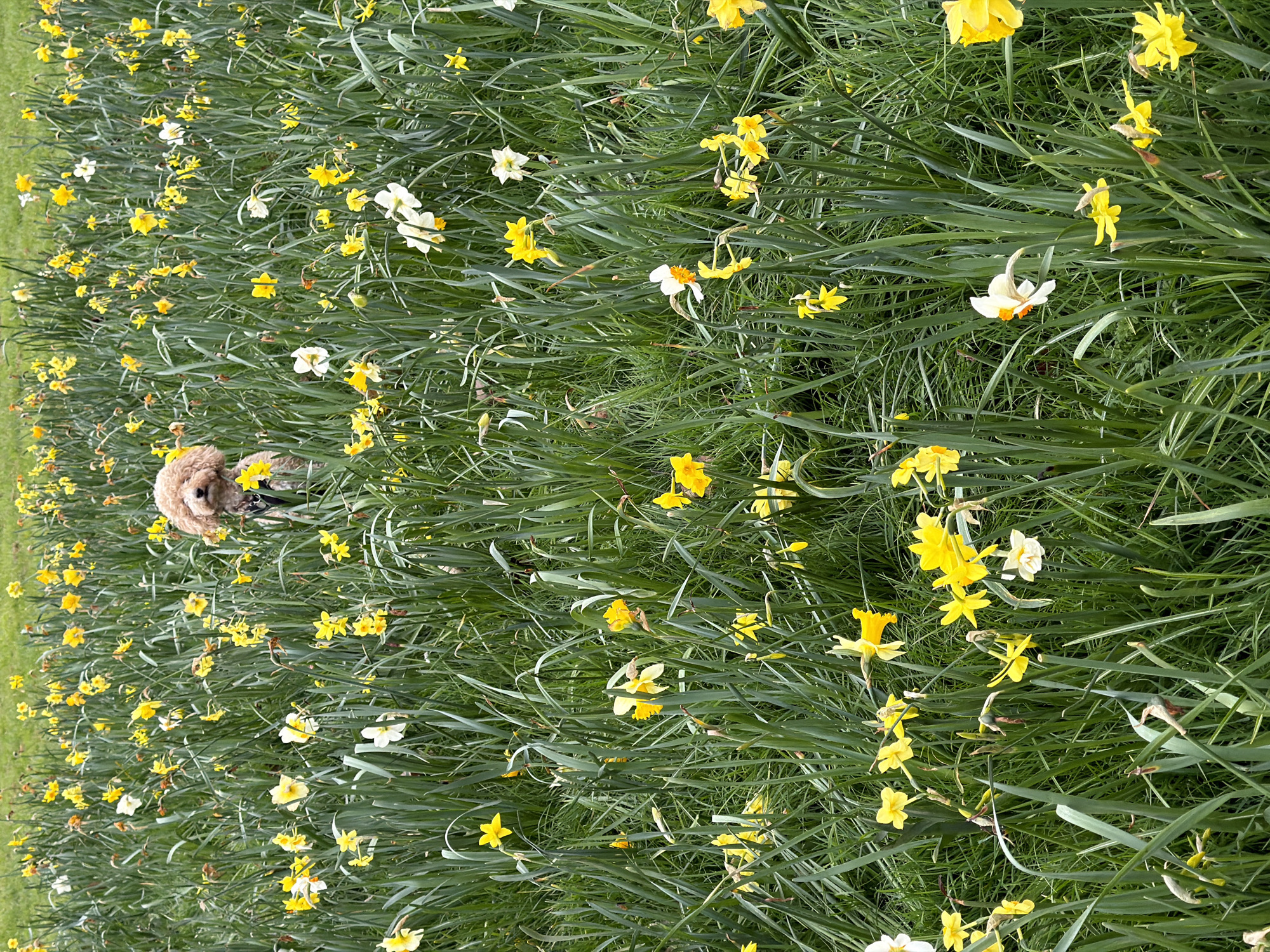 The image depicts a field of daffodils in bloom. The flowers are predominantly yellow, with some white variations. They are interspersed with green grass and foliage. A small, tan-colored dog is partially visible in the field. The location is in the city of London, United Kingdom.