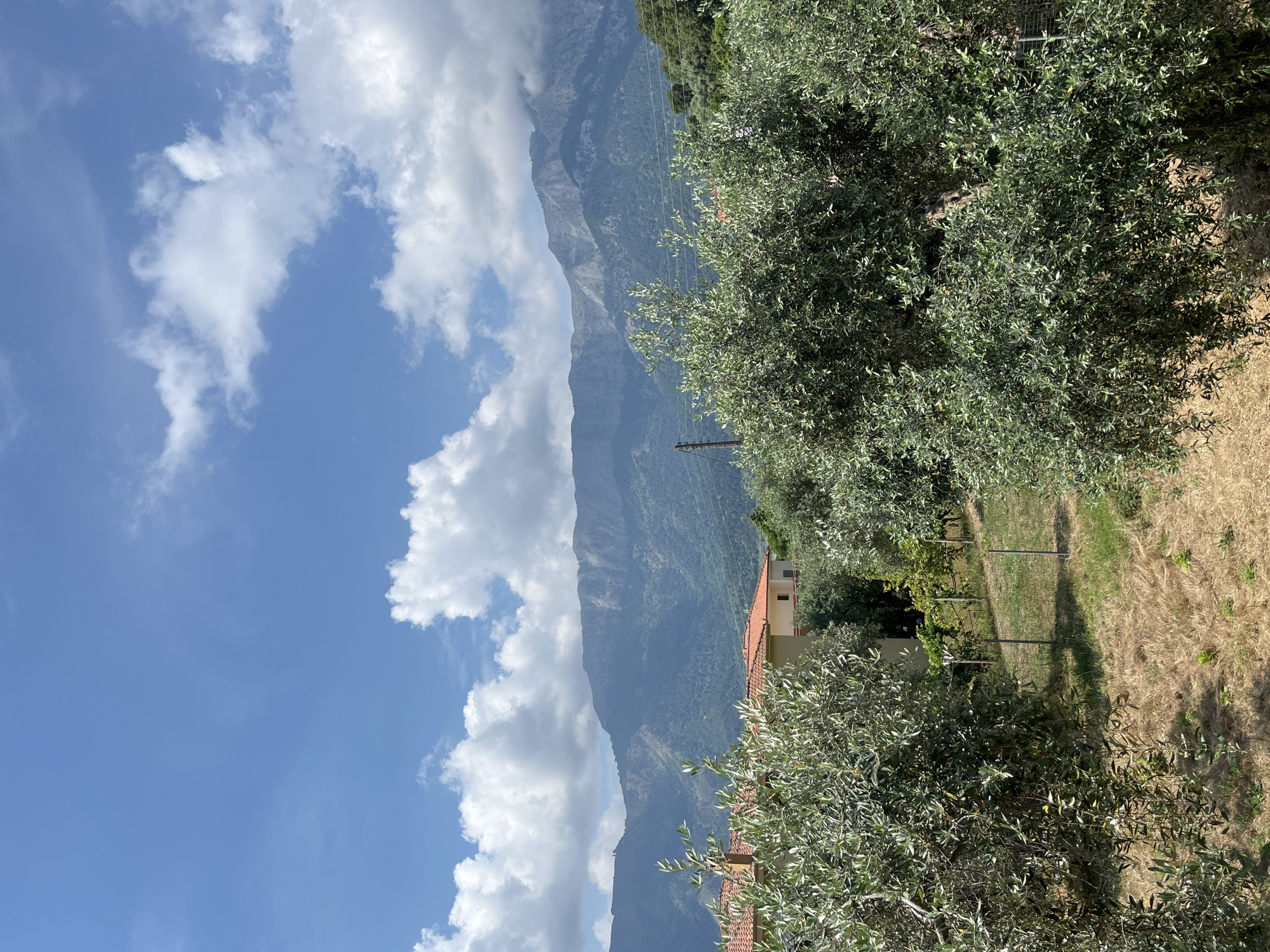 The image depicts a sunlit outdoor scene with a focus on vegetation, a building, and a mountainous backdrop. In the foreground, lush green olive trees with silvery leaves dominate, partially obscuring a grassy area with dry straw and a few small plants. A narrow fence runs through this area, marked by thin poles.
To the left, a residential building with a red-tiled roof is visible, featuring a visible chimney and a cream-colored wall. The building appears to be nestled among the trees.
In the background, a range of mountains rises, their peaks partially obscured by scattered white clouds against a bright blue sky. The mountains are covered in dense green vegetation. A telephone pole and wires are faintly visible between the olive trees and the mountains, suggesting the presence of infrastructure. The overall impression is of a rural or semi-rural setting, likely in a Mediterranean climate, given the olive trees and the mountainous terrain. The location is identified as Golden Beach, Greece.