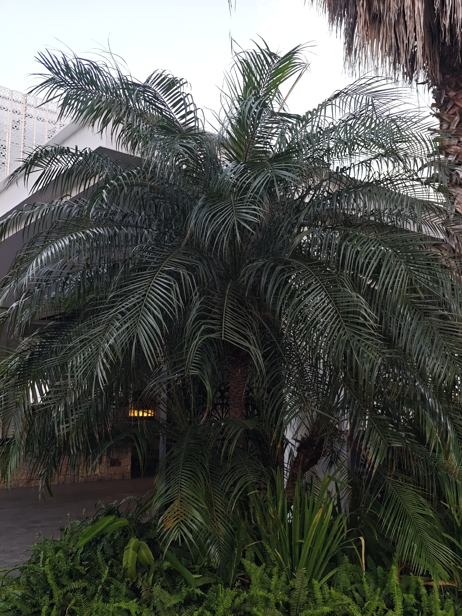 The image depicts a lush palm tree in what appears to be a tropical or subtropical environment, possibly within a courtyard or garden area of a building. The palm tree has dark green fronds that are densely packed. Behind the palm tree, a portion of a building is visible, featuring a white decorative screen and a grey wall. To the right of the main palm tree, a dried-out palm trunk is partially visible. The foreground is filled with dense green foliage, including ferns and other tropical plants. The overall impression is one of a well-maintained outdoor space, likely in a warm climate. The image does not contain any people or indicate any specific actions.