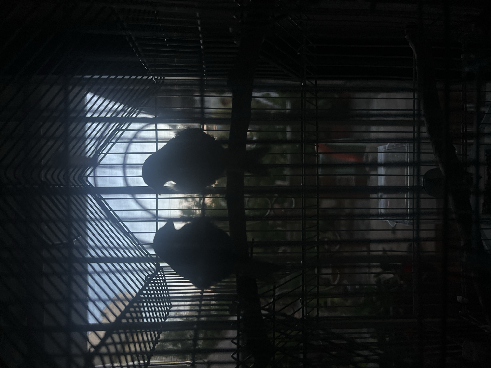 The image shows two silhouetted birds perched on a branch inside a dark cage. The cage bars are visible in the foreground, creating a patterned effect. Through the cage, a window with a grid pattern and a view of outdoor foliage and buildings can be seen, suggesting an urban or suburban setting. The lighting is dim, creating a moody and shadowed atmosphere. No specific location in Bashkia Durrës, Albania can be identified from the image.