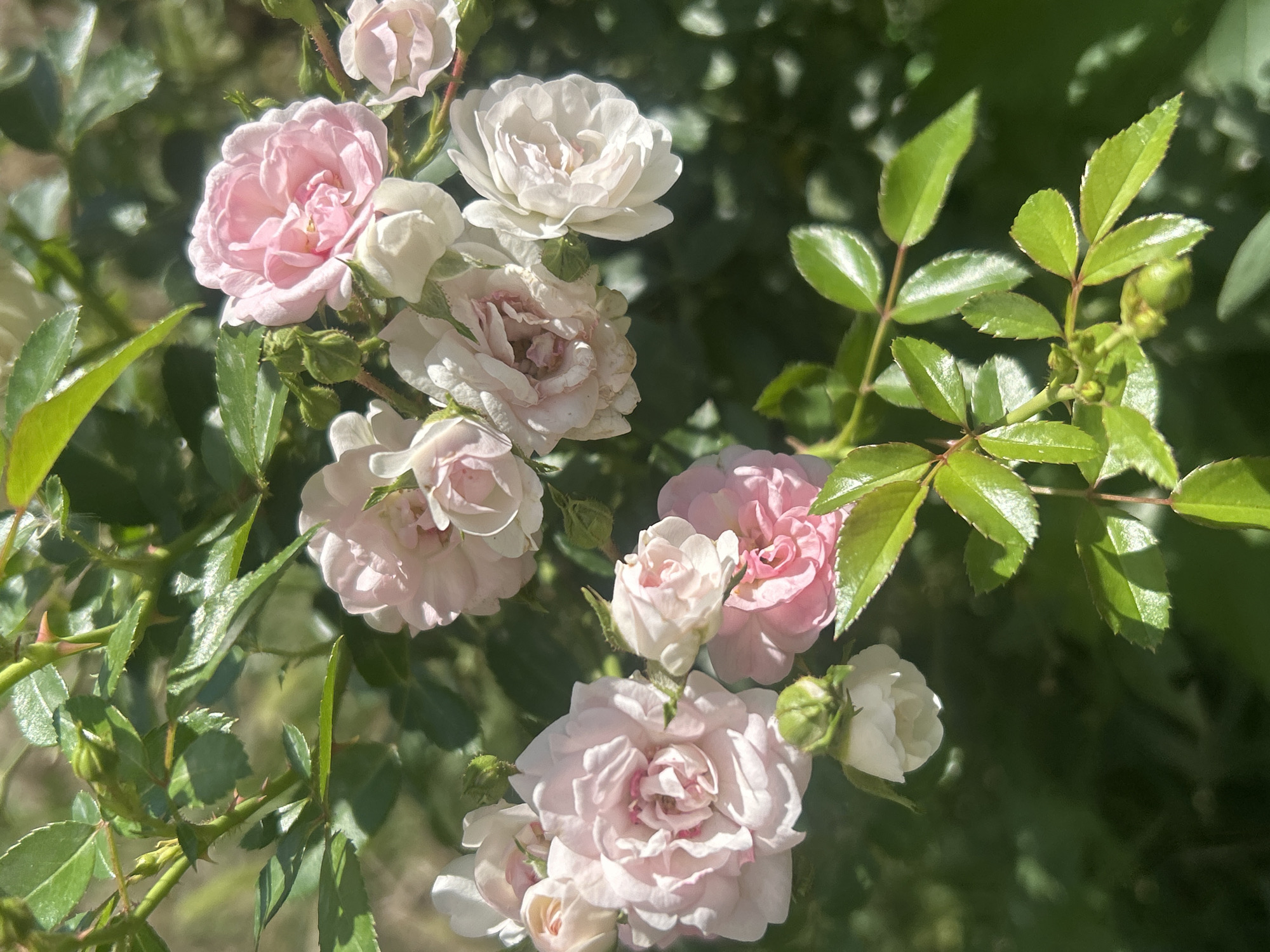 A close-up, vertical, eye-level shot captures a cluster of light pink and white roses in various stages of bloom, interspersed with green rose leaves and thorny stems. The roses, some tightly budded and others fully open, exhibit delicate, ruffled petals and a soft, natural light illumination. The background is a blurred tapestry of dark green foliage, suggesting an outdoor garden setting. The image is consistent with what one might find in the Botanical Garden in Almaty, Kazakhstan, a public space known for its diverse floral collections. No people are present in the frame.