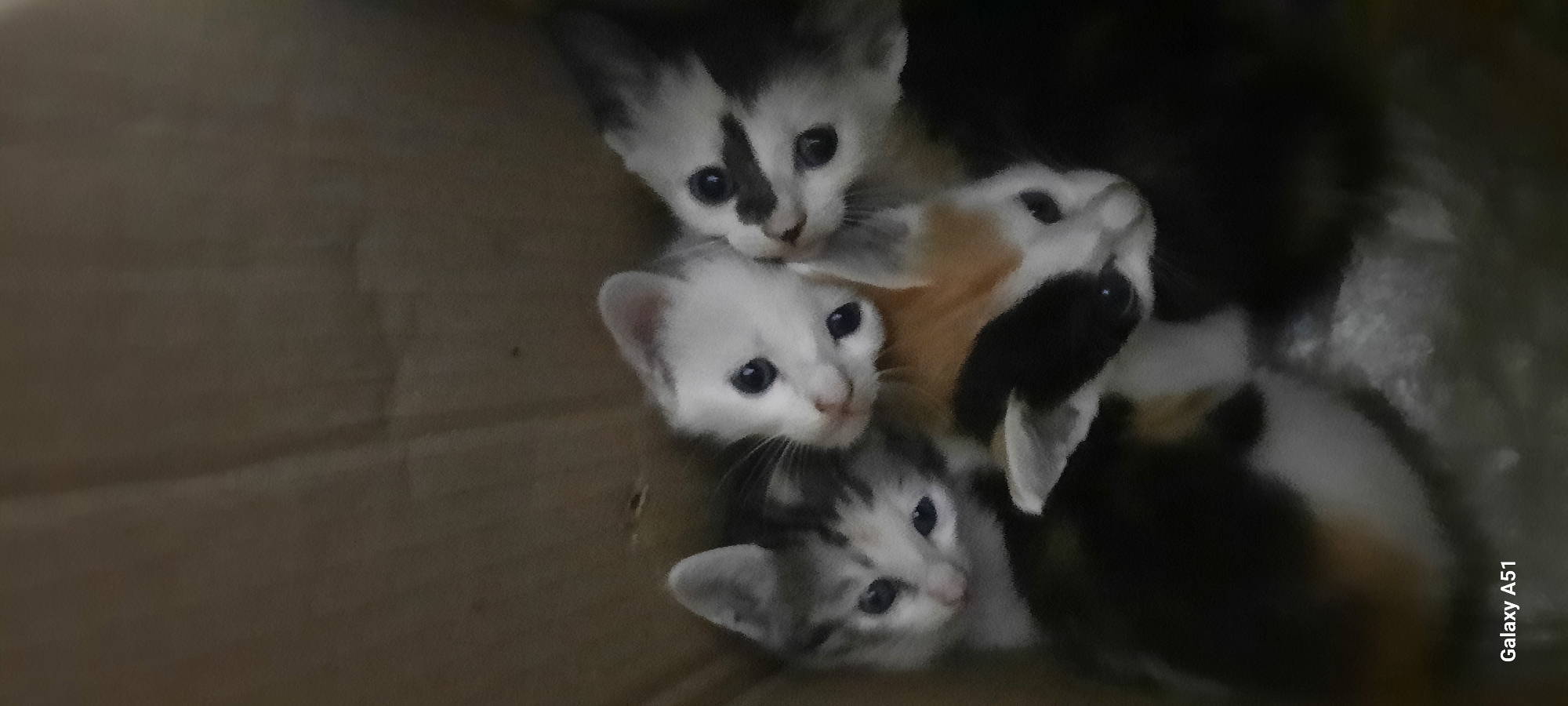 Five kittens are huddled together in a cardboard box. The kittens have various fur patterns, including tabby, calico, and solid white with dark markings. Their faces are turned towards the camera, with large, curious eyes. The background is dark and appears to be the interior of the box. A watermark at the bottom left of the image reads "Galaxy A51". The scene is not indicative of a specific location in Ploso, Indonesia, nor does it provide any information about that city.