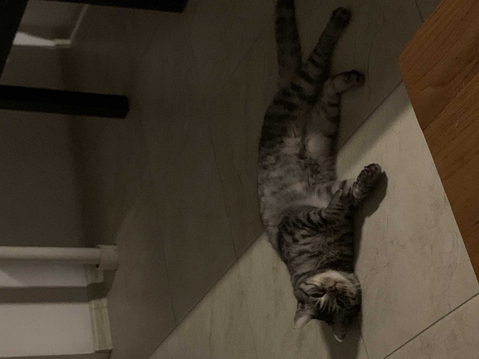 A tabby cat is lying on its side on a tiled floor, with its eyes partially closed. The cat is gray and black striped and appears to be relaxed. A diagonal shadow crosses the floor from the upper left to the lower right. In the background, a white pipe or column is visible, as well as the dark legs of a piece of furniture. The lighting suggests an indoor environment, likely a room in a dwelling or a public building. No specific geographical features or landmarks are visible to indicate a location within Stavropol, Russia. The scene depicts a common domestic or indoor setting with a resting animal.