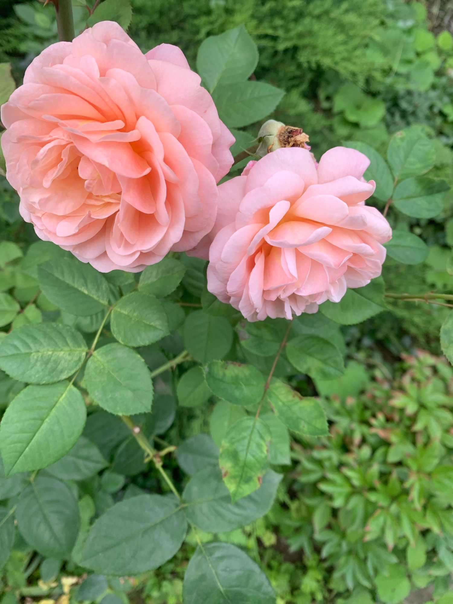 Two delicate, peach-colored roses are in full bloom, their petals softly unfurling against a backdrop of lush green foliage. The rose on the left is larger and more fully open, while the one on the right is slightly smaller and more tightly budded. A withered rosebud, brown and dry, rests above and to the left of the larger rose, suggesting a cycle of blooming and decay. The leaves are a vibrant green, some showing slight yellowing or discoloration, indicative of a natural outdoor environment. The background is softly blurred, hinting at a garden setting with varying shades of green from other plants and possibly shrubs. The image appears to have been taken outdoors, likely in a garden or park, given the presence of multiple plants and the natural lighting. The exact location within Lviv, Ukraine, cannot be determined from the visual information alone.