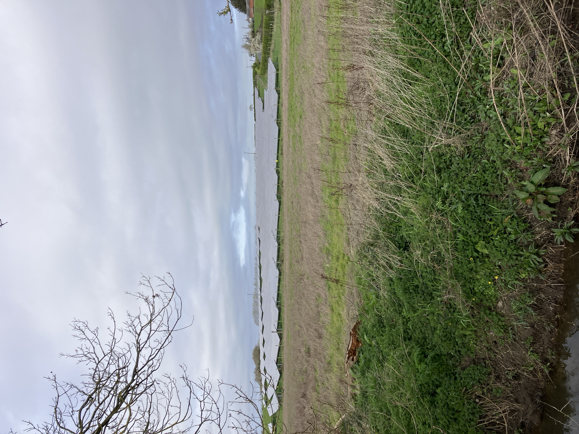 The image depicts a rural scene likely located near Bradfield, United Kingdom, characterized by an overcast sky and a landscape featuring a solar panel array. The panels, appearing as a series of light gray rectangular shapes, stretch across the midground of the frame. The foreground consists of dense vegetation, including tall grasses, various green plants, and bare tree branches at the bottom left corner. Adjacent to the vegetation, there appears to be a small body of water, possibly a stream or ditch, at the right edge of the image. The solar array suggests an agricultural or rural setting where renewable energy infrastructure has been integrated. No people, animals, or immediate signs of human activity are visible.