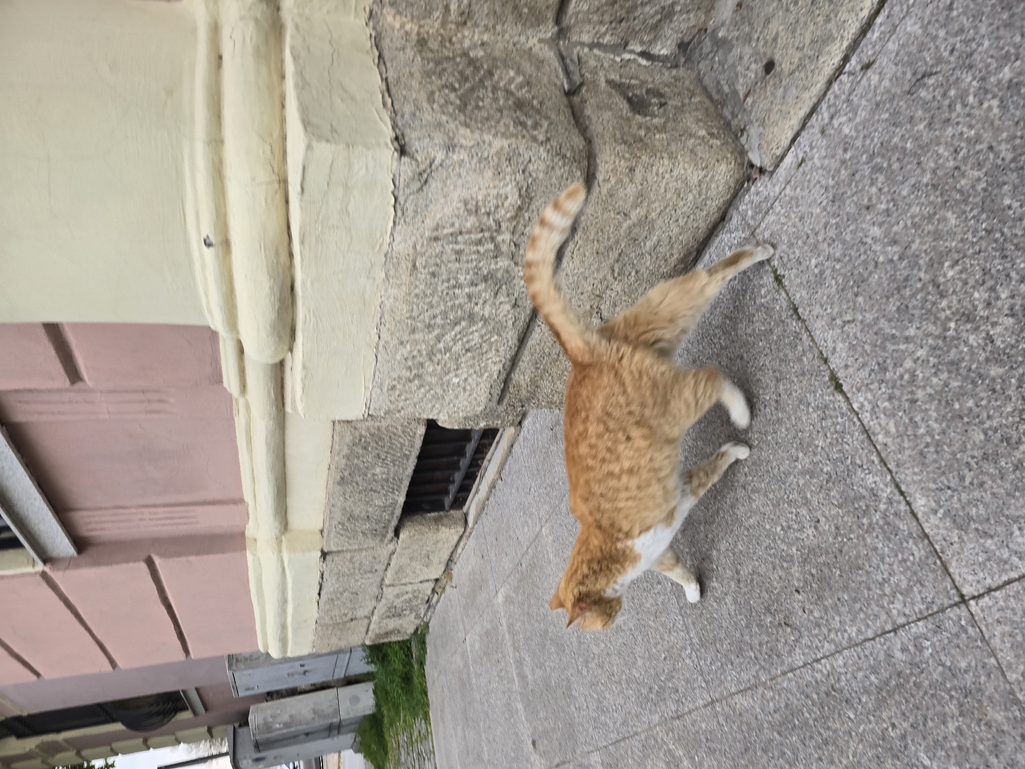 An orange and white cat is captured in motion on a paved surface next to a building. The cat, with prominent orange tabby markings and white fur on its chest, belly, and paws, has its tail raised and curled. Its head is lowered, indicating it might be sniffing the ground or focused on something directly ahead. Its body is slightly arched, suggesting an active stance or stretch.
The ground beneath the cat is a gray, textured concrete or asphalt sidewalk, segmented into blocks by visible lines. To the cat's left, the base of a building or a low stone wall is visible, constructed from rugged, light gray stone blocks. Above this stone section, there is a lighter, cream-colored architectural feature, possibly a column or pilaster, distinguished by vertical fluting or molding. Further to the left, a portion of a building with a pink or reddish-brown facade is seen, featuring horizontal architectural details.
In the background, a small amount of green foliage, possibly grass or low-lying plants, is present near the stone wall. Faintly visible in the lower left background are some gray, rectangular structures, which could be utility boxes or planters. The scene is illuminated by natural light, suggesting it is daytime. There is no visible text in the image.