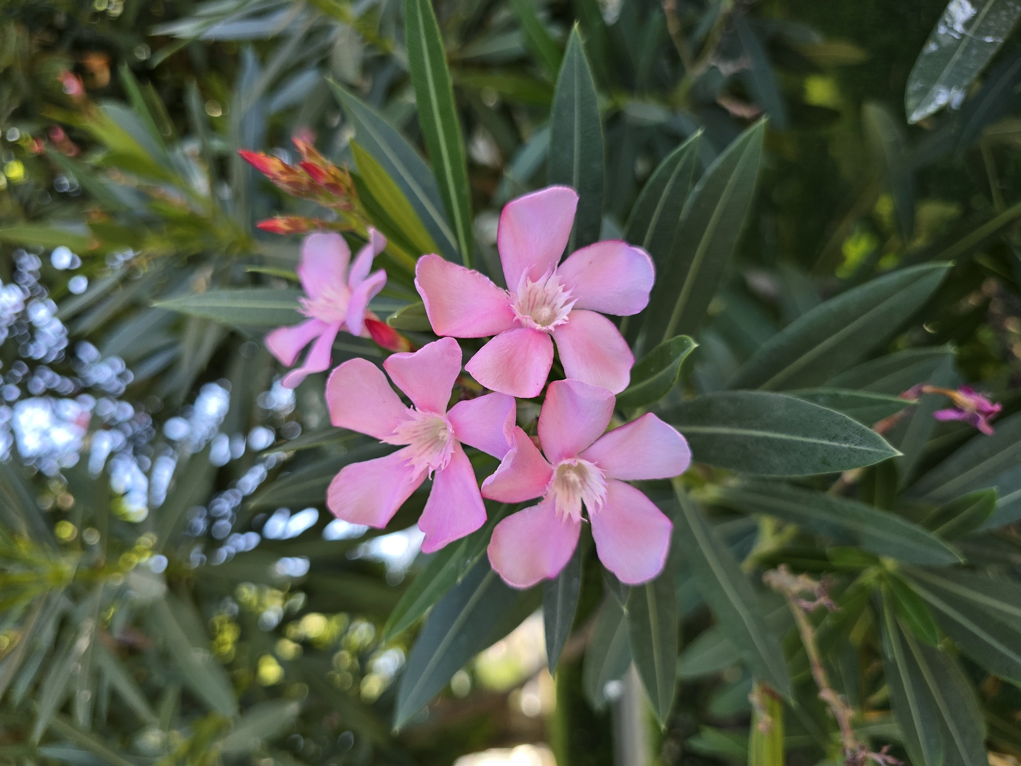 This is a close-up, eye-level, vertical, medium shot of a cluster of pink oleander flowers with green foliage in Jaén, Spain. The flowers are in various stages of bloom, with some fully open and others still in bud. The petals are a soft pink, with delicate white stamens in the center of each bloom. The leaves are long, narrow, and a deep green, providing a lush backdrop to the flowers. The background is blurred, with hints of sunlight filtering through the leaves, creating a bokeh effect. There are no people or animals visible in the image.