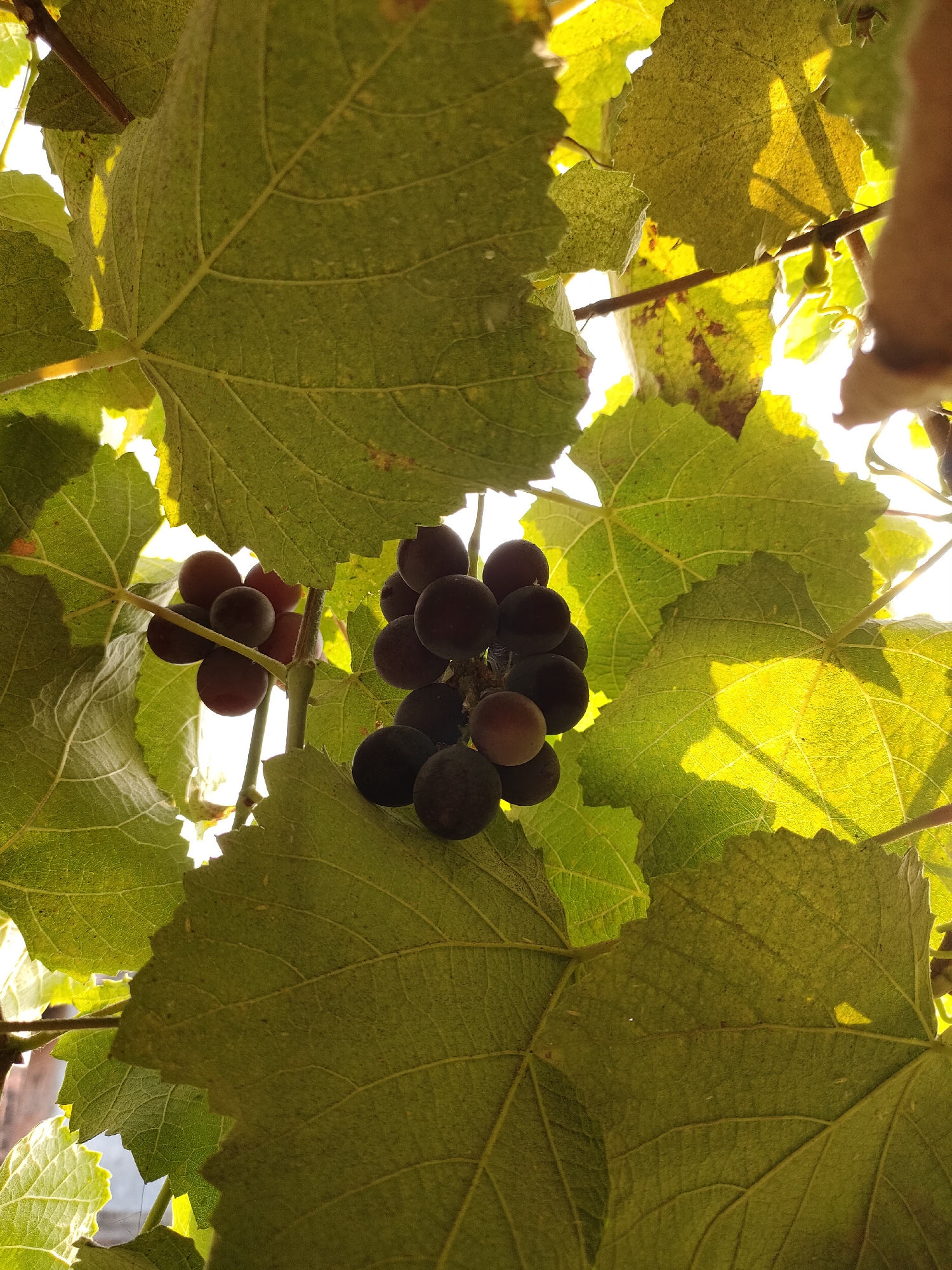 The image depicts a close-up view of a grape vine with bunches of dark purple grapes nestled amongst large, green leaves. The sunlight filters through the leaves, creating a warm, dappled effect and illuminating the veins of the foliage. The perspective is from below, looking upwards towards the sky. There are no people or animals visible in the frame. The environment appears to be outdoors, likely a garden or vineyard. The specific location in the city of Caracas, Indonesia is not indicated by any visible landmarks or clues within the image.