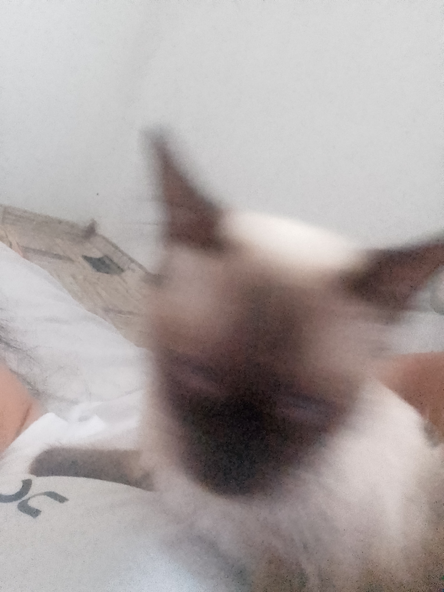 The image shows a close-up, out-of-focus view of a Siamese cat with dark brown points on its ears and face. The cat is lying on a white surface that appears to be a bed or a blanket, with some of the cat's body and the background out of focus. There is a patterned fabric visible beneath the cat, and a hint of human skin on the left side of the frame. The overall impression is that of a casual, indoor scene. The specific location in the city of Taxtakópir, Uzbekistan, cannot be determined from the image.