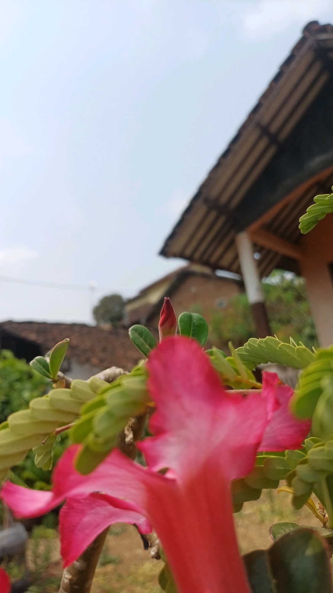 An outdoor, ground-level, close-up shot captures pink desert rose flowers and buds against a blurry background of a residential area in Wonokerso, Indonesia. The flowers and their green leaves are the primary subjects, with a vibrant pink bloom dominating the foreground, its petals soft and slightly curved. To the left of the foreground bloom, another pink petal is visible, also slightly out of focus. A single red bud, pointed and slender, stands upright between the leaves, with two small green leaves emerging from its base. The background is out of focus, revealing a tiled roof of a house, its dark brown tiles contrasting with the lighter brown of the structure underneath. Further in the distance, more rooftops and greenery are visible, suggesting a residential neighborhood. The sky above is a pale, hazy blue, with no discernable clouds. The overall scene evokes a sense of calm and natural beauty, with the warm, bright light indicating it is daytime.