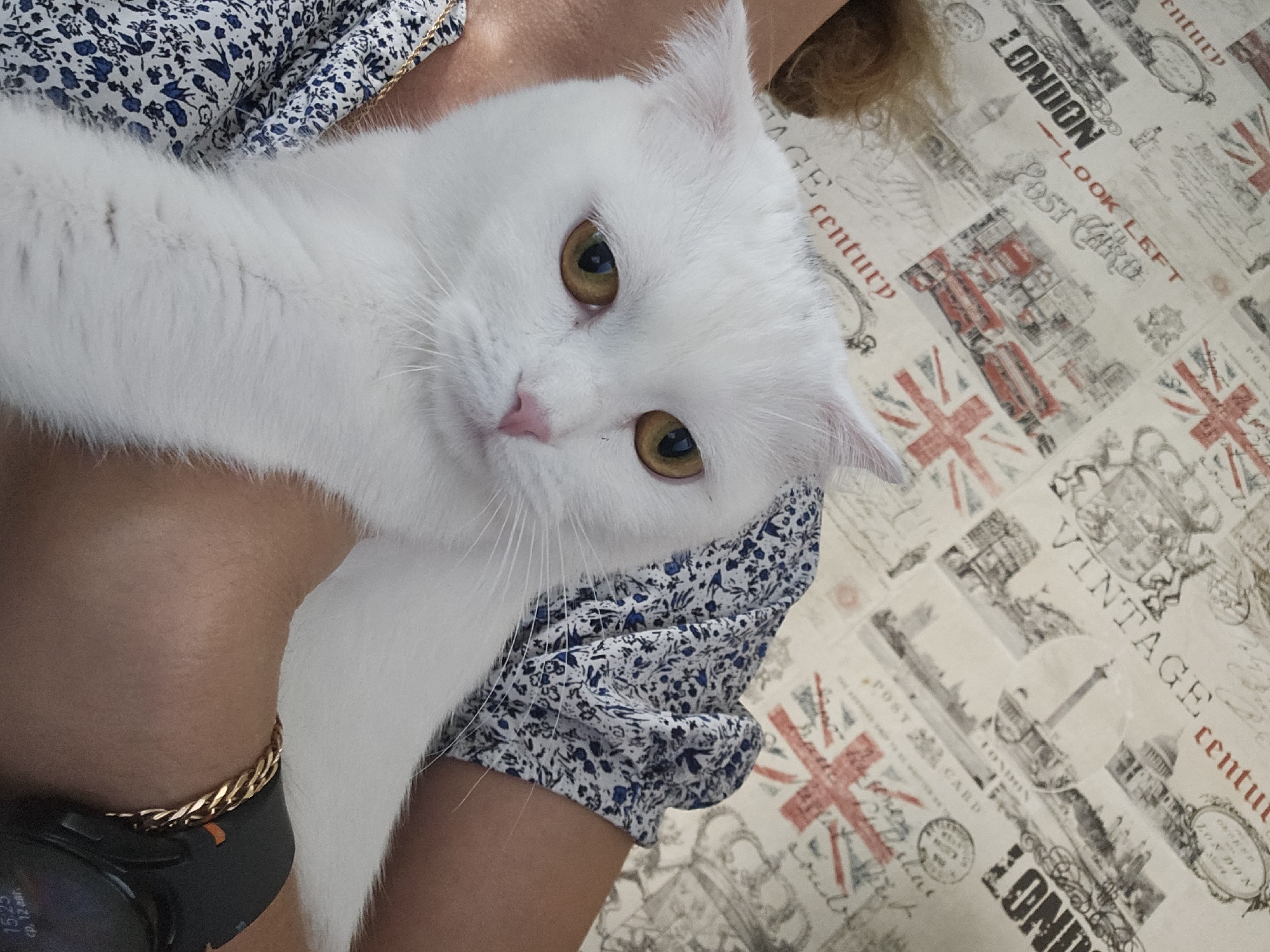 This image shows a close-up of a white cat with yellow eyes being held by a person. The cat is looking to the right, and its head and upper body are visible. The person is wearing a blue and white floral patterned shirt and a gold bracelet. The background is a fabric with a vintage London-themed print, featuring images of the Union Jack, double-decker buses, and famous London landmarks. The fabric is a light color with red and black printing. The lighting is bright, suggesting it was taken during the day, likely indoors. There is no information or visual evidence in the image to suggest that this scene is located in the city of Chelyabinsk, Russia.