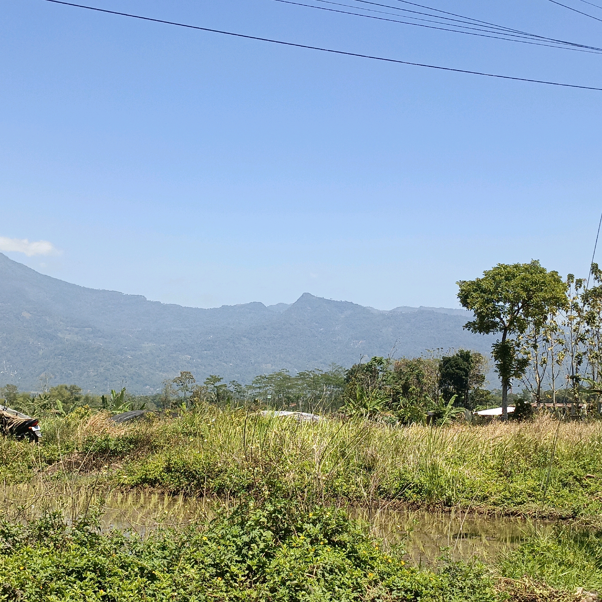 The image depicts a rural landscape in Jombor, Indonesia, under a clear blue sky. In the foreground, there is a body of water reflecting the surrounding vegetation. Lush green bushes and tall, dry grass dominate the mid-ground. To the left, a motorcycle is partially visible, parked amidst the vegetation. Further back, a variety of trees are scattered across the landscape, including a prominent, leafy tree on the right. In the distance, a range of hazy mountains forms the backdrop, with the silhouette of a peaked mountain clearly visible in the center. Several power lines are strung across the top of the image. The overall scene suggests a tranquil, natural environment typical of rural Indonesia.