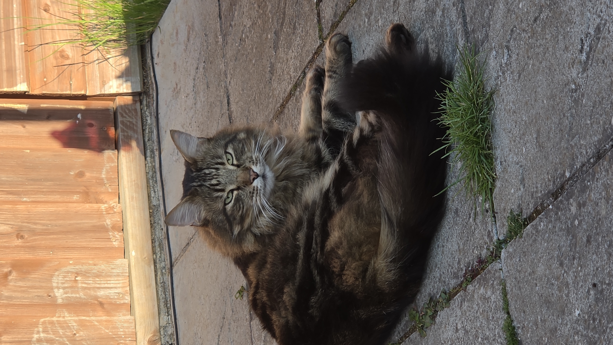 The image features a long-haired, brown and black tabby cat lying relaxed on its side on a concrete paved surface. The cat has distinct green eyes and prominent white whiskers, and is looking directly at the camera. Its fur appears thick and well-groomed.
To the left of the cat, a wooden fence, constructed from horizontal planks, forms the boundary of the scene. The lighting suggests a sunny day, likely late afternoon or early morning, with warm sunlight illuminating parts of the fence and the cat, and casting noticeable shadows. Green grass grows sparsely along the base of the fence and in the cracks between the paving slabs.
The overall setting is an outdoor residential area, such as a garden or patio, a common sight in locations like London, United Kingdom. The cat's posture indicates comfort and ease. There is no visible text in the image.
