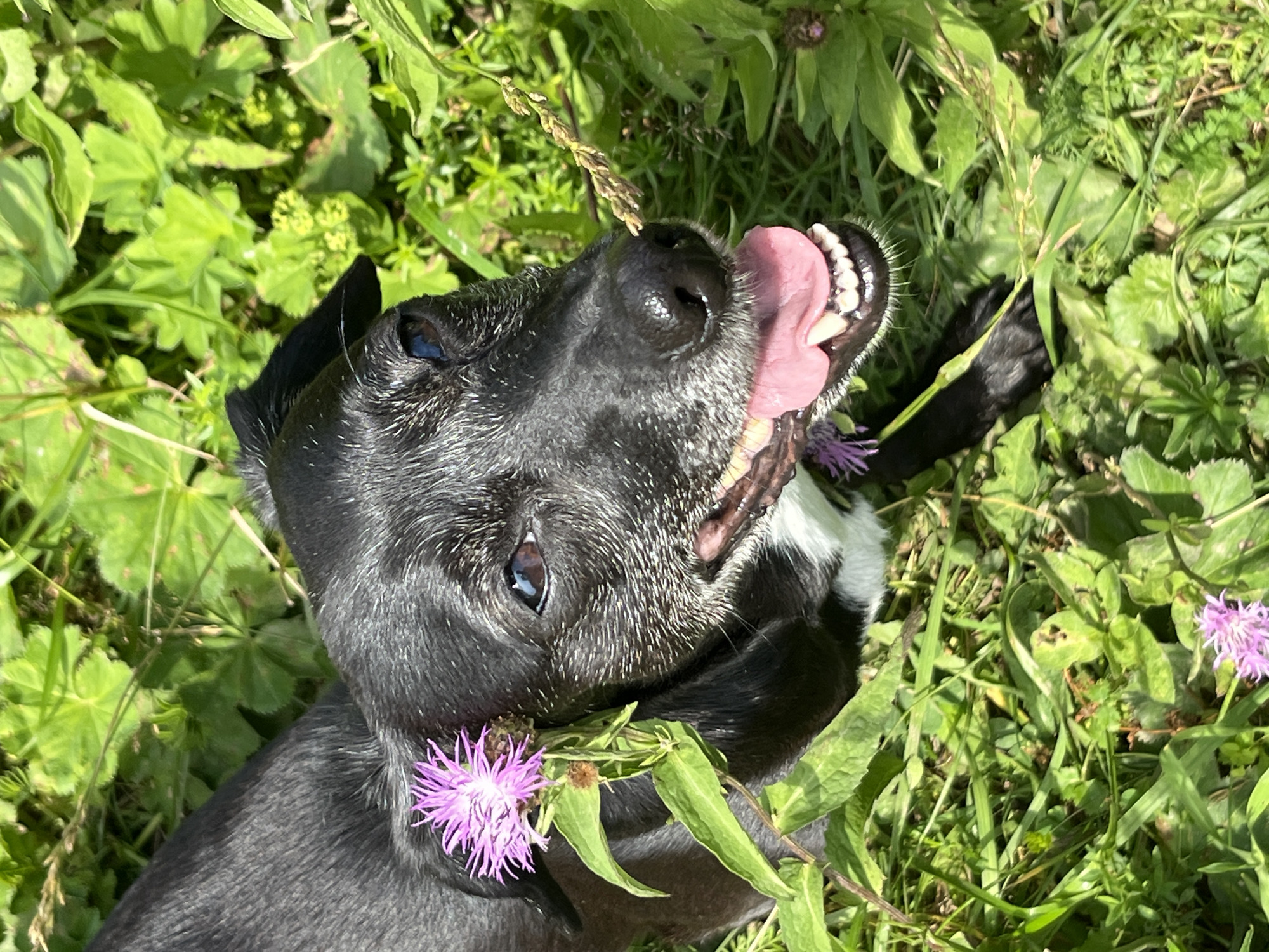 The image shows a close-up of a black dog with white markings on its chest, sitting in tall green grass and foliage. The dog has its mouth open, tongue visible, and appears to be panting or smiling. Two purple thistle-like flowers are in bloom, one near the dog's head and another lower in the grass. The lighting suggests it is daytime, possibly sunny, with dappled light on the dog's fur and the surrounding vegetation. There is no indication of location in Nizhny Tagil, Russia, or any human presence.