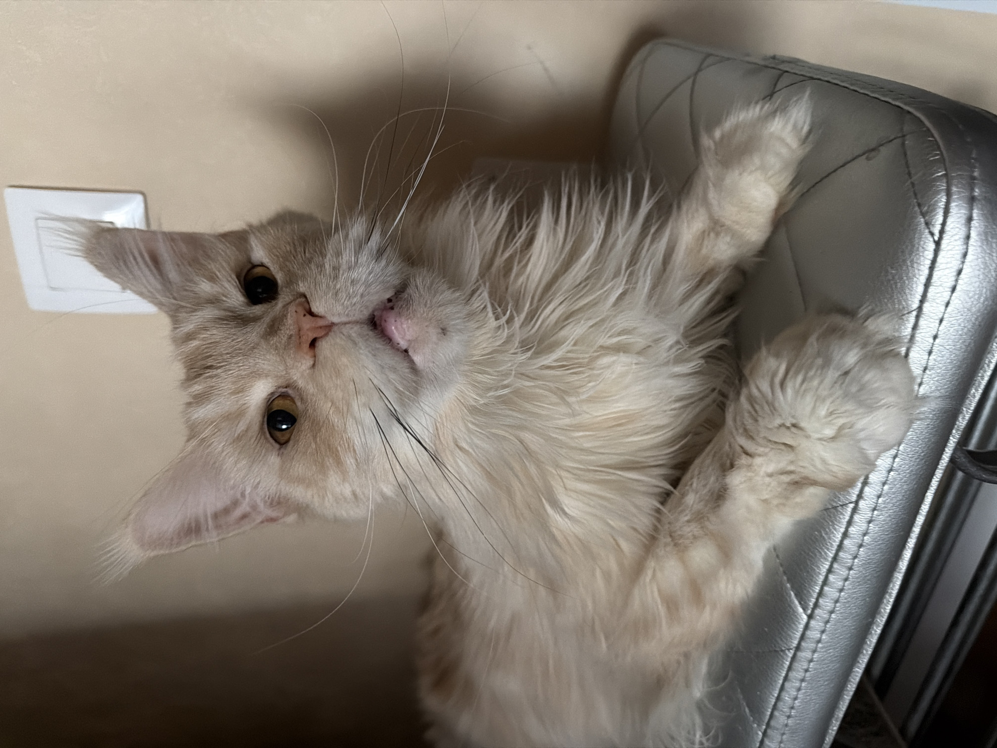 A cream-colored Maine Coon cat is sprawled upside down on a silver, quilted chair. The cat's head is tilted, with its tongue slightly protruding. The chair is positioned against a beige wall with a light switch. The location of the image is unknown.