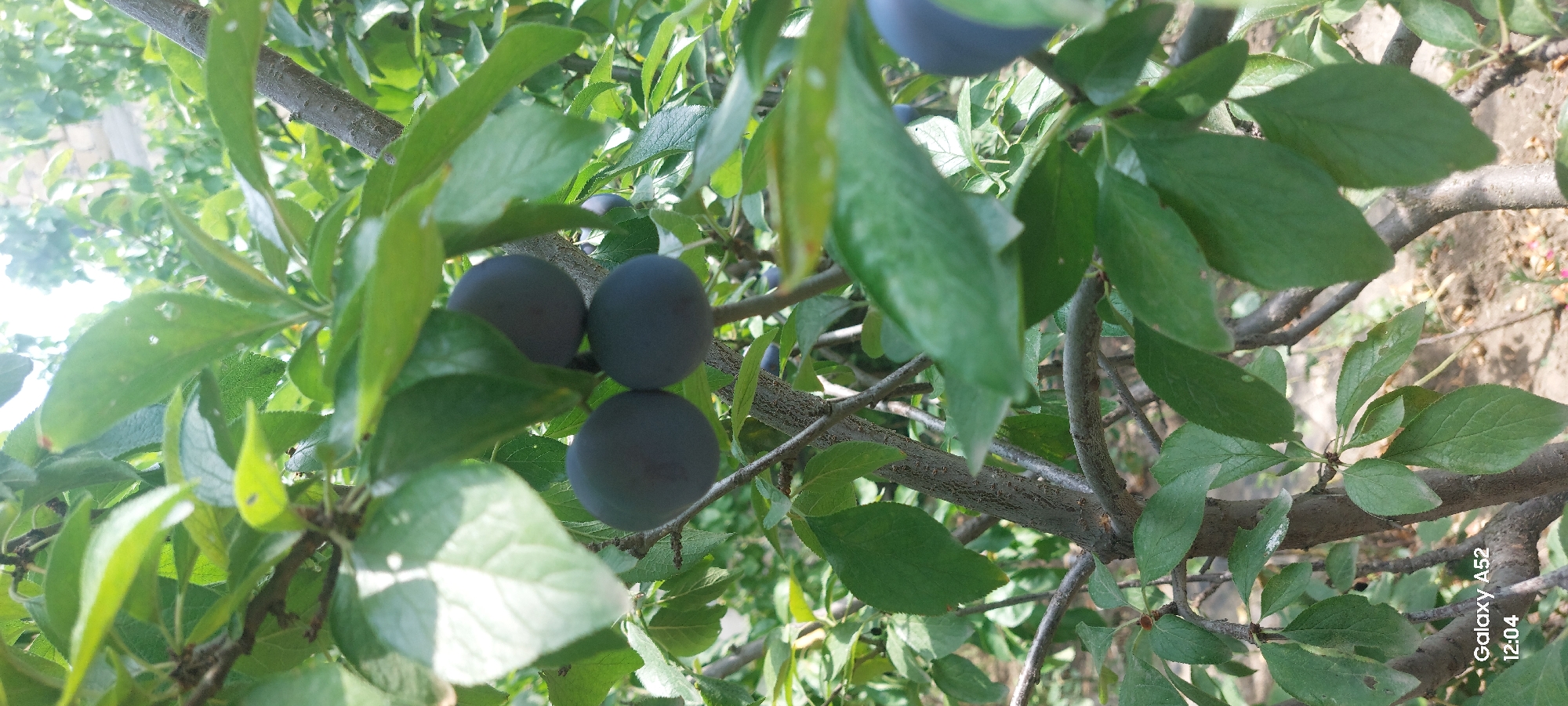 A close-up shot captures a plum tree branch laden with dark purple plums. The plums are clustered together, with three prominently displayed in the foreground. The tree is surrounded by lush green leaves, some of which are illuminated by sunlight, creating a dappled effect. The background is blurred, suggesting an outdoor environment, possibly a garden or park, in Ganja City, Azerbaijan. The time stamp "Galaxy A52 12:04" is visible in the bottom left corner.