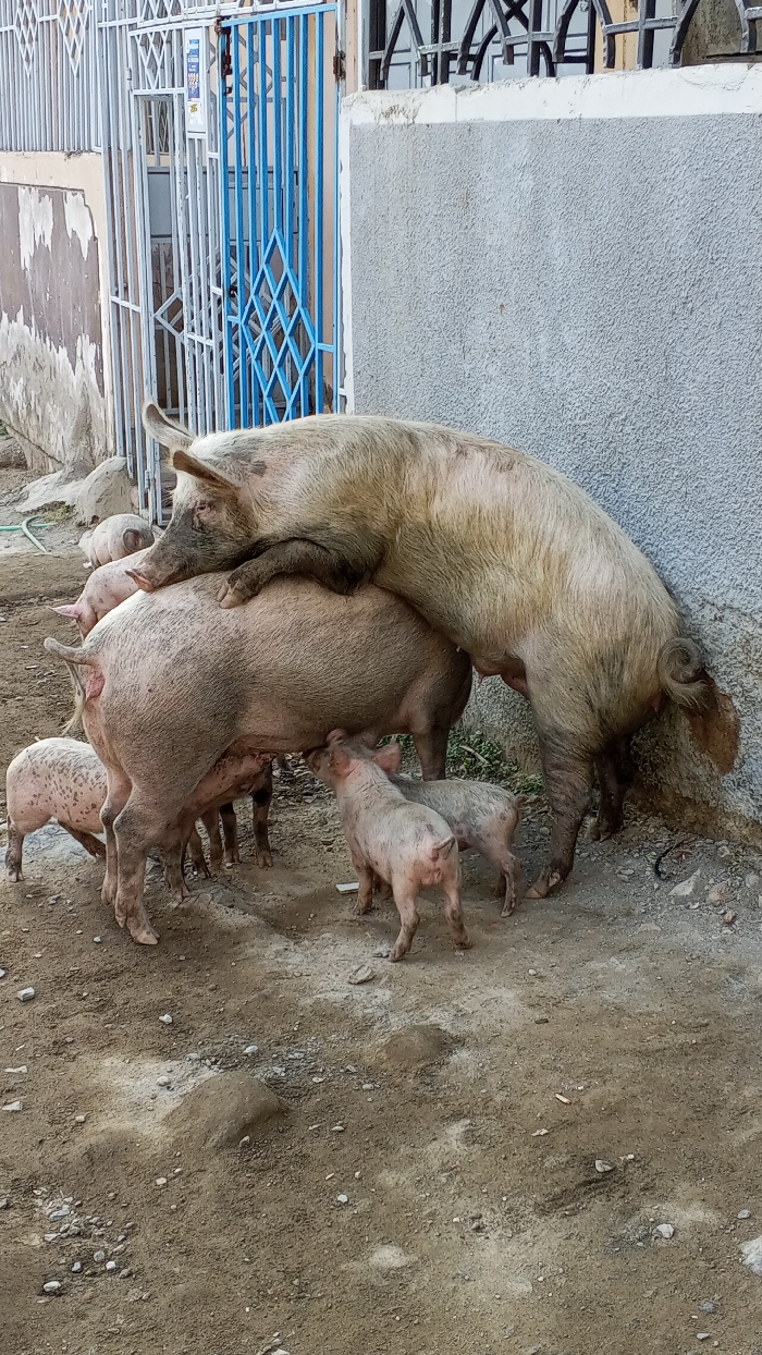 The image displays an outdoor scene featuring multiple domestic pigs on a dirt ground, against a backdrop of urban structures consistent with Nairobi, Kenya. In the central foreground, a large, light-colored boar is mounted on the back of a similarly sized sow, indicative of mating behavior. The boar's coat appears shaggy and dirty, while the sow's is lighter in color. Several piglets, light-colored with mottled pink and brown markings, are present around the sow, with at least three actively suckling from her teats. The pigs' coats are discolored with dirt and mud. The ground is dry, light brown soil mixed with small stones and debris. To the right, a textured light grey wall is visible. To the left, a building with peeling light-colored paint is partially obscured by a white, diamond-patterned metal security gate. Behind this, a vibrant blue metal gate, also with a diamond pattern, is visible. A dark hose or cable lies on the ground near the base of the right wall. No human subjects are present.