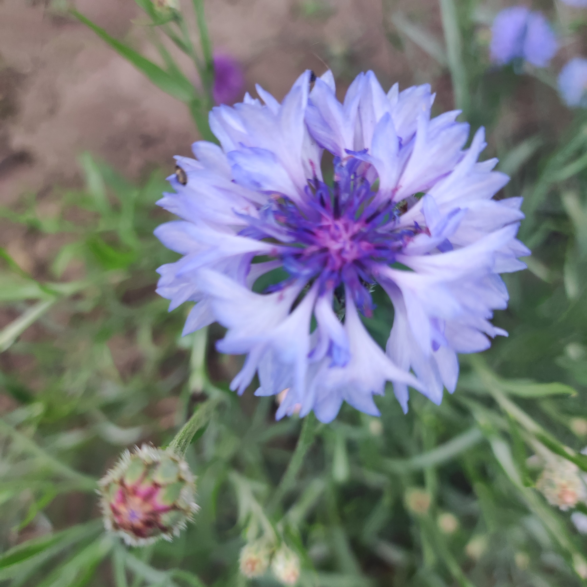 A close-up, shallow depth of field shot features a vibrant, blue cornflower in the foreground. The flower's petals are a delicate shade of blue, fading to white at the tips, with a darker purple center. The bloom is surrounded by green foliage and appears to be in a garden setting. A small, dark insect is visible on one of the petals. In the lower left of the frame, a bud of the same flower is partially visible, showing its unopened, green and pink structure. The background is blurred, with hints of brown earth and green leaves. The lighting suggests natural daylight. This scene is located in Navoloki, Russia.