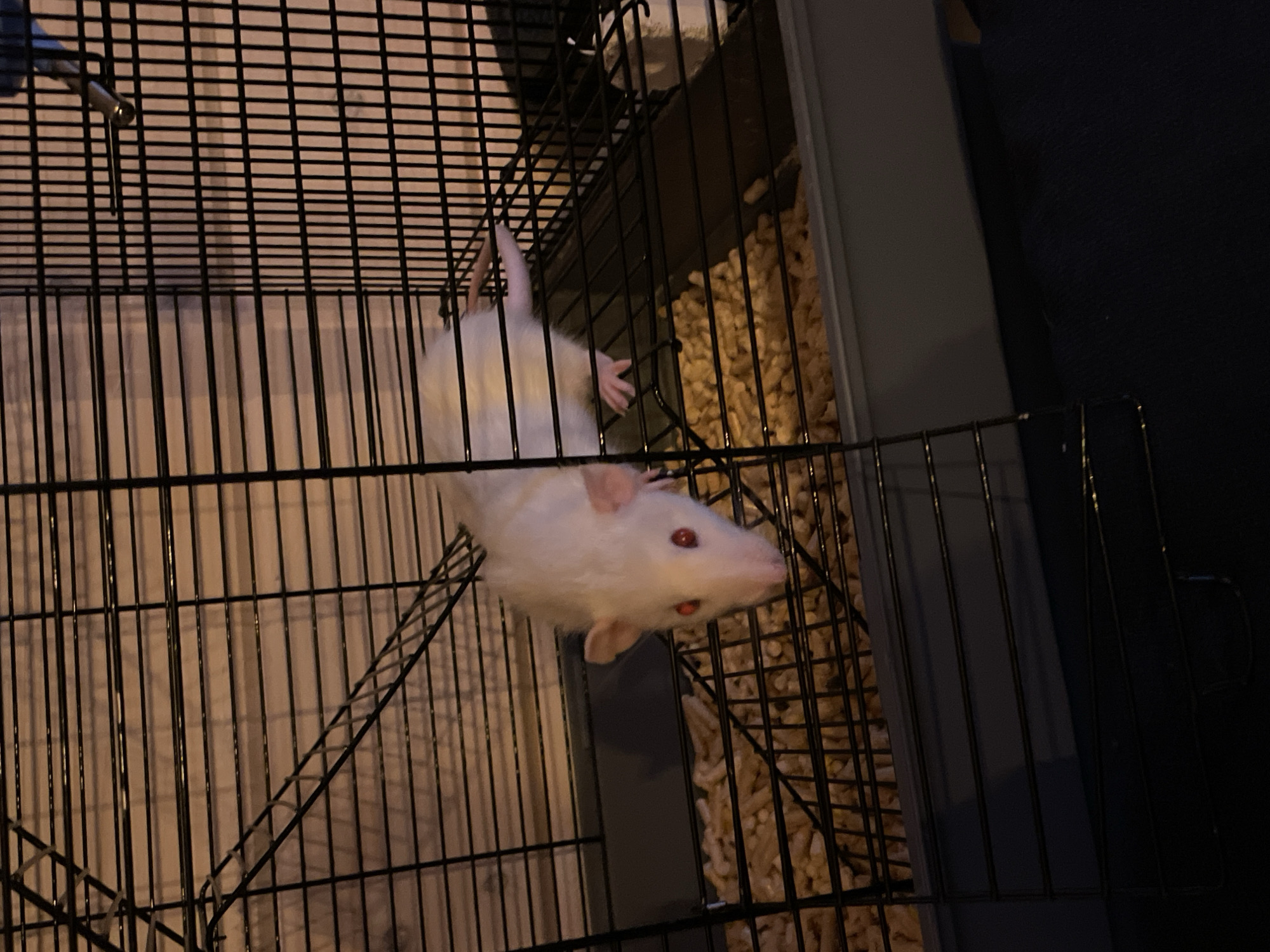 A white rat is clinging to the bars of a wire cage. The cage contains wood pellets. The setting is not identifiable as Solov'evka, Russia.