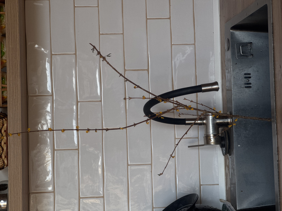 The scene depicts an indoor kitchen sink area within the city of Unknown, Unknown. A stainless steel sink, partially filled with water, is situated in the foreground. Centered within the sink is a leafless branch, approximately 60 centimeters in height, bearing numerous small yellow blooms and emerging buds along its length. A flexible, black and chrome kitchen faucet is positioned directly behind the branch, arching over the sink basin. The sink is integrated into a light-colored wooden countertop. The background features a white, glossy rectangular tile backsplash. Above the backsplash, a light wooden shelf is visible, supporting a woven basket and other containers, partially obscured. A dark, perforated kitchen utensil is partially visible on the countertop to the left of the sink. No individuals are present in the scene.