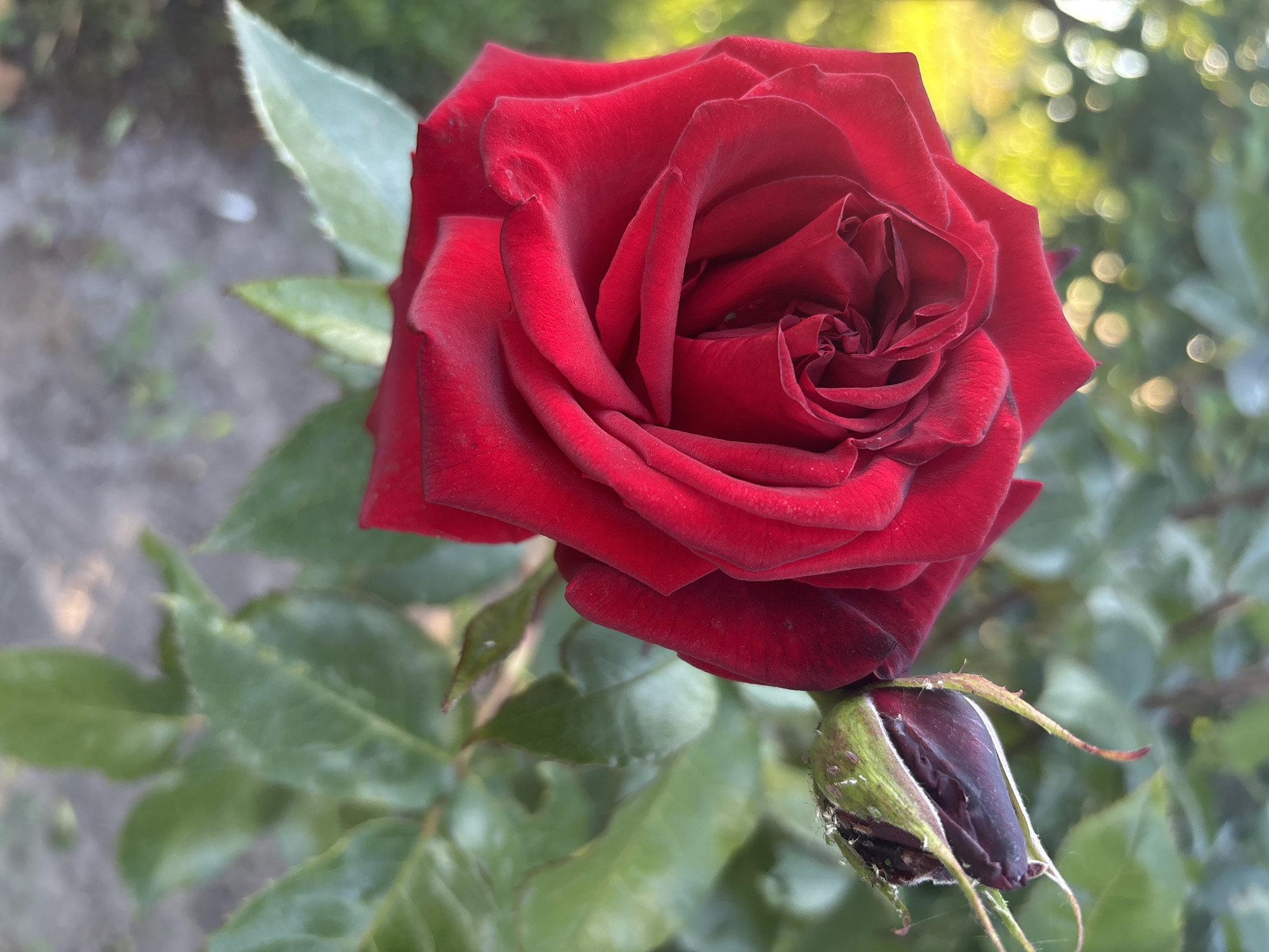 The central focus of the image is a vibrant, deep red rose in full bloom, positioned slightly to the left. Its numerous petals display a rich, velvety texture, with inner layers tightly spiraled and outer petals gracefully unfurling. The rose's color is a saturated crimson, with natural shadows accentuating its intricate folds.
Below and to the right of the main bloom, a developing rose bud is visible. This bud is primarily enclosed by spiky green sepals, which partly reveal emerging, dark purplish-black petals within. Both the mature rose and the bud are surrounded by lush green foliage, comprising leaves and stems of the rose bush.
The background is softly blurred, showcasing diffused green hues and distinct circular bokeh highlights, indicative of bright sunlight filtering through distant leaves. This suggests an outdoor setting, likely a garden, during a bright time of day such as late afternoon or early morning. The overall atmosphere is one of natural beauty and serenity. There are no individuals or discernible text present in the image.