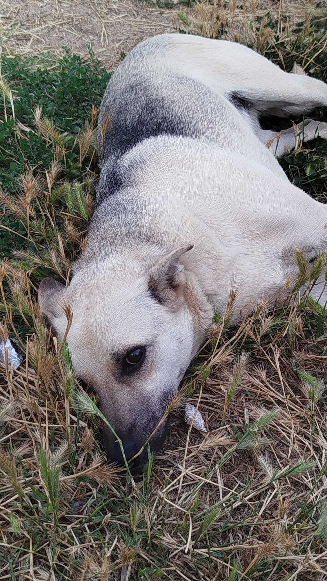 A light-colored dog with darker gray markings on its back lies in dry grass and some green vegetation. The dog's head is turned towards the viewer, with its dark eye visible. The dog appears to be resting or sleeping, with its body stretched out. The environment suggests an outdoor, possibly rural or park-like setting in Kostiantynivka, Ukraine.