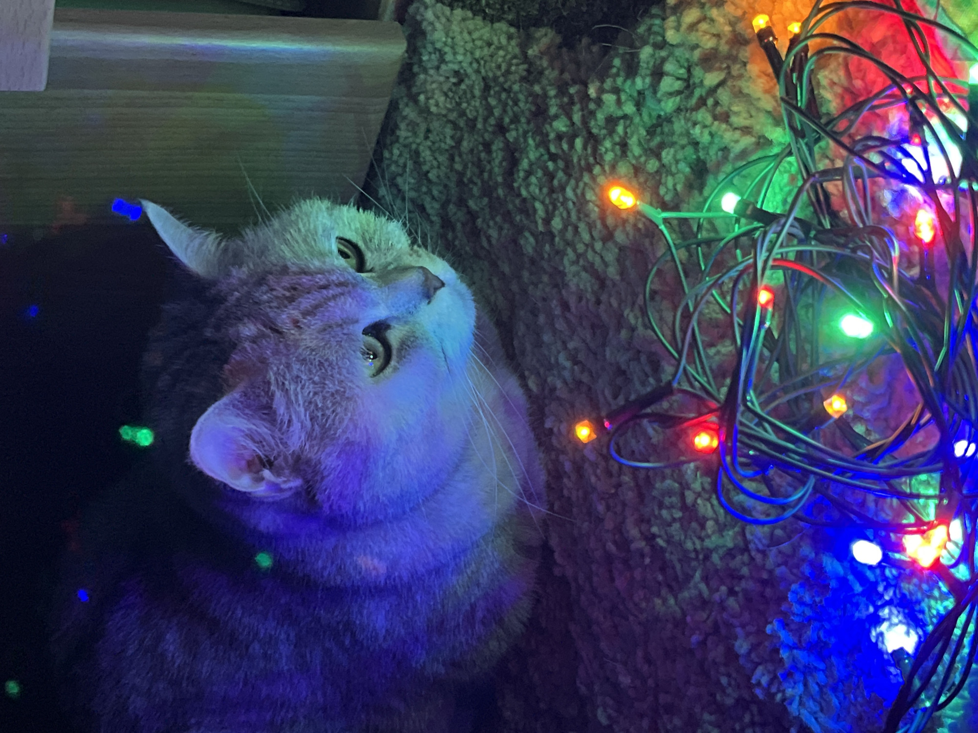 A domestic cat lies next to a string of colorful Christmas lights, its head tilted upward as if watching the lights. The cat appears to be gray with stripes and a white underside. The Christmas lights are a mix of red, green, blue, and orange. The background includes a carpeted surface and wooden boards. No information suggests that the scene is in Chaikovsky, Russia.