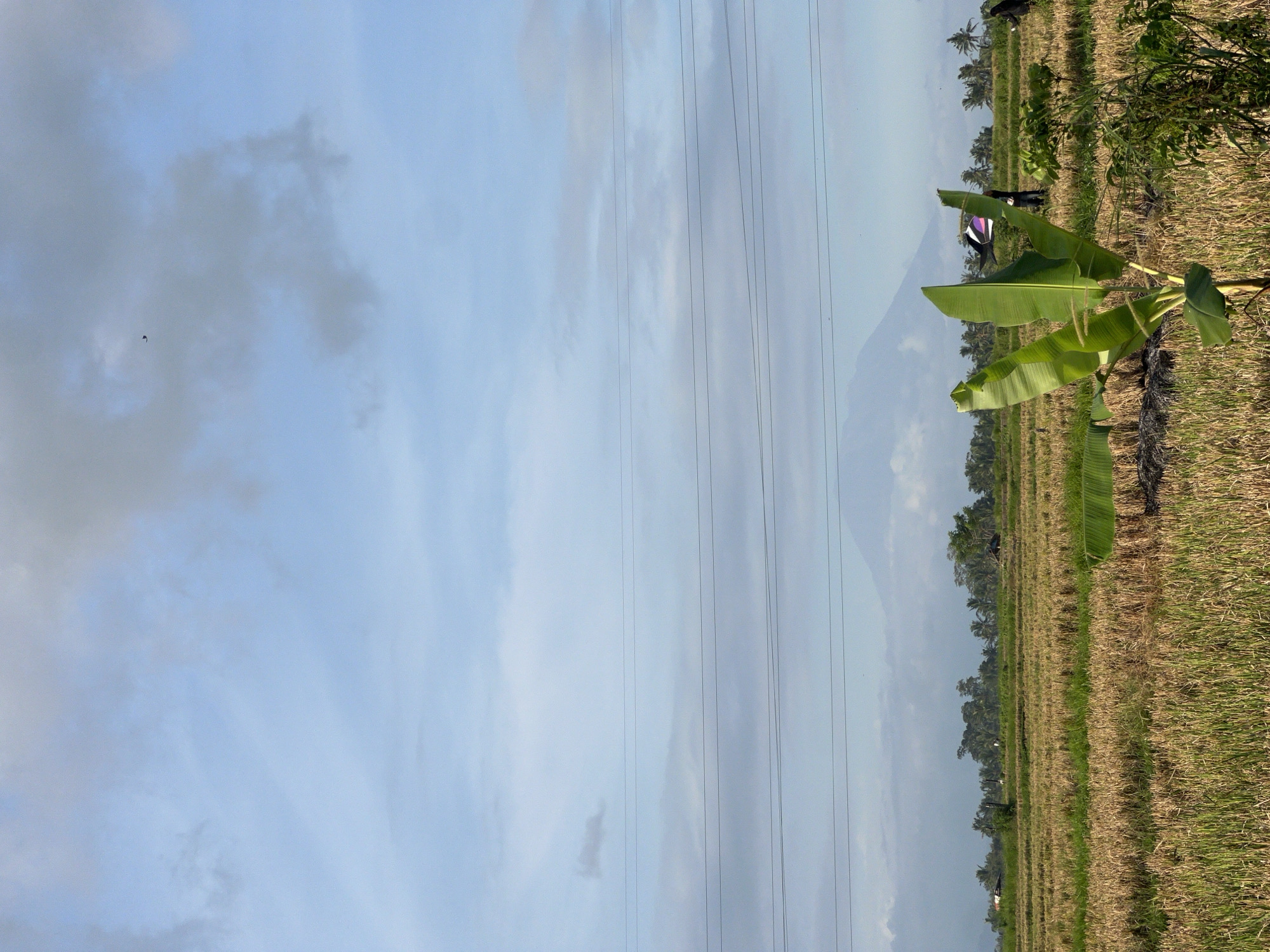 The image depicts a landscape in Ubud District, Indonesia, featuring a harvested rice field in the foreground. A banana plant stands prominently on the right, with cut stalks and visible green leaves. The field extends towards a treeline in the midground. Overhead power lines are visible against a cloudy sky. In the background, a mountain appears faintly through the haze. A person is standing in the field.