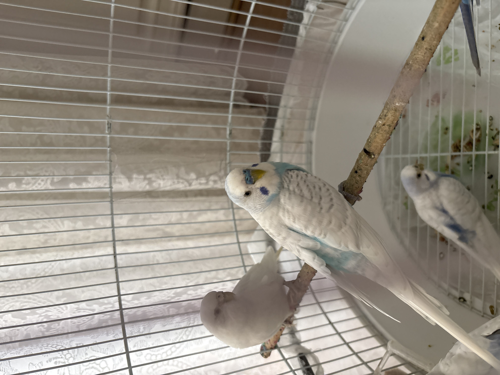 Three budgies are perched on branches inside a white birdcage. The cage is positioned near a window with sheer curtains. The budgie in the foreground is white with light blue markings on its head and wings, and a yellow beak. The budgie to the left is entirely white. The third budgie, partially visible at the bottom, is also white with blue markings. The cage floor contains scattered birdseed. The overall scene depicts an indoor pet enclosure. The location in Baku, Azerbaijan is not discernible from the image.