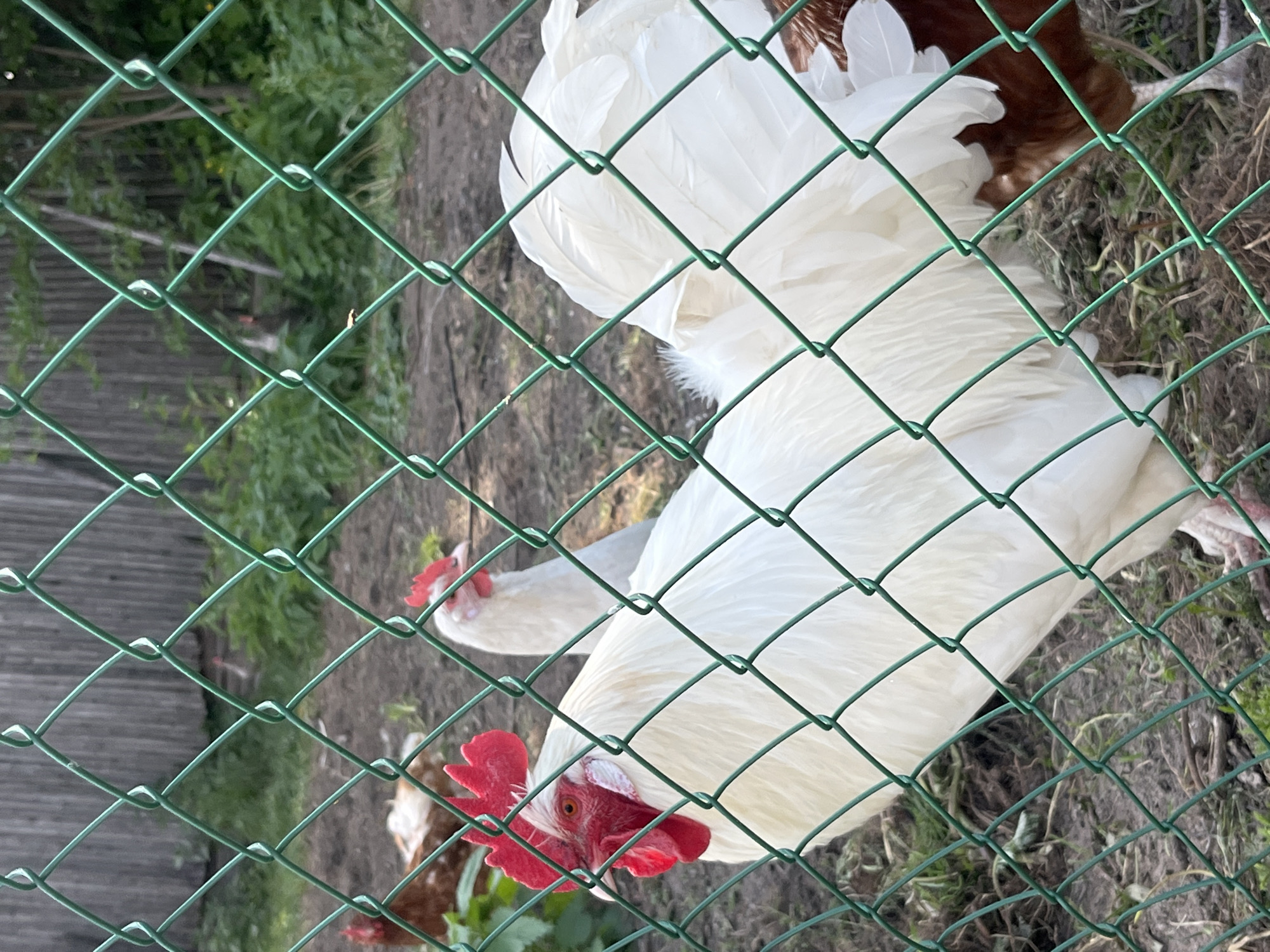 The image captures a scene within a chicken enclosure, viewed through a green wire mesh fence. The fence dominates the foreground, creating a diamond pattern across the entire frame. Two large, white-feathered chickens are the primary subjects, both featuring prominent red combs and wattles, suggesting they are roosters. One rooster is positioned closer to the viewer, its head, comb, and eye clearly visible through the fence. Another white chicken is partly visible behind the first. Portions of brown-feathered chickens can also be seen in the background and to the sides, blending with the ground.
The ground inside the enclosure is a mix of dirt and sparse green vegetation. In the background, there's more greenery and a dark wooden structure, likely a shed or part of a larger building. The scene is well-lit, indicating it is daytime with clear weather. The chickens appear to be standing or possibly foraging on the ground. There are no discernible emotions displayed by the animals. No text is visible in the image. The setting is a rural or semi-rural environment, specifically a chicken coop or run located in Новая Тура, Russia.