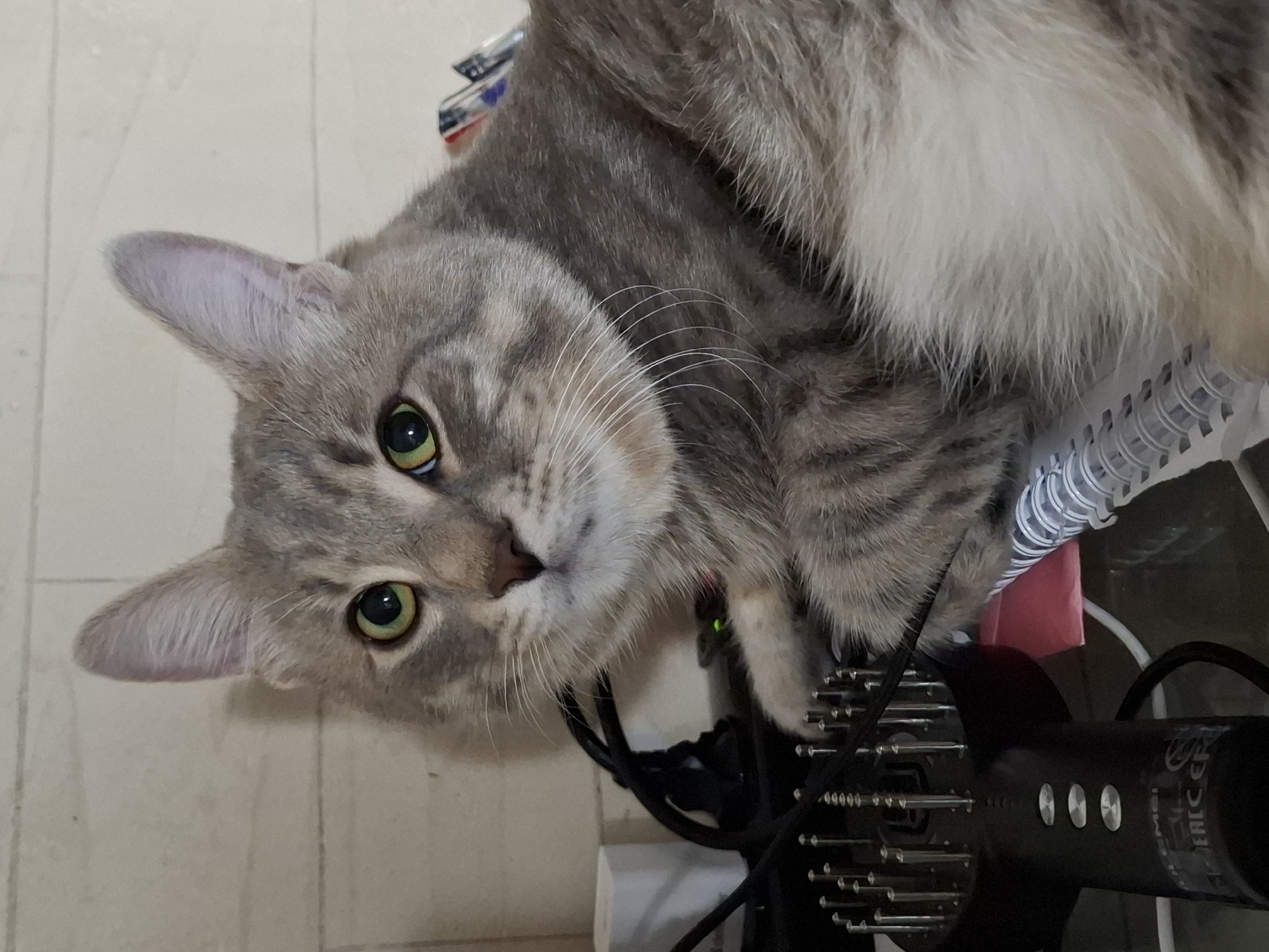 A domestic shorthair cat with grey tabby markings and green-yellow eyes is lying on its side. It is positioned on top of a disorganized surface containing various objects, including a black hair styler with metallic prongs, a spiral-bound notebook, and miscellaneous cables. The background is a plain, light-colored surface, potentially a floor or wall. The cat appears to be gazing directly at the viewer. The location is Novi Sad, Serbia, though this is not explicitly visible in the image.