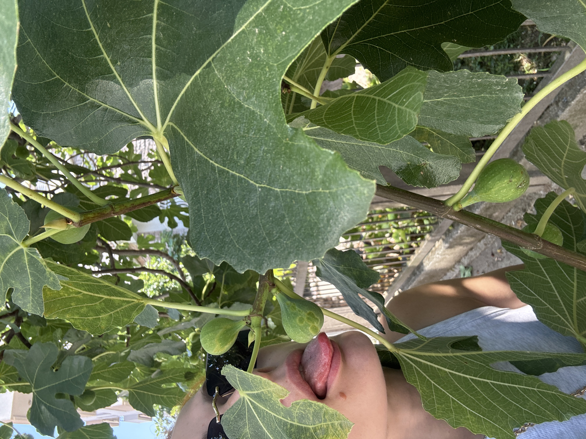 In Budva, Montenegro, a close-up shot captures a person's mouth and tongue extending towards a cluster of green figs on a tree. The individual, wearing sunglasses and a light blue top, is partially obscured by large, textured green fig leaves. The scene is bathed in sunlight, highlighting the veins of the leaves and the smooth skin of the ripening fruit. Behind the tree, a metal fence and a pathway suggest an outdoor urban setting. The image is composed with a shallow depth of field, focusing attention on the interaction between the person and the figs, while the background remains softly blurred.