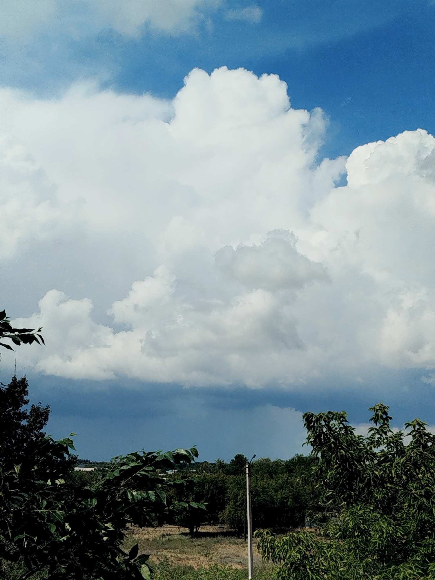 An outdoor shot depicts a dramatic sky filled with large, fluffy white clouds against a vibrant blue sky. Below the clouds, a darker, more ominous layer of clouds suggests potential rain. The foreground is dominated by lush green trees with dense foliage, some leaves partially obscuring the view. A thin, white pole, possibly a street lamp or utility pole, stands vertically amongst the trees. The middle ground shows a landscape with more trees and dry, brown grass, hinting at a rural or semi-rural setting. The overall impression is one of a dynamic weather system over a verdant landscape.