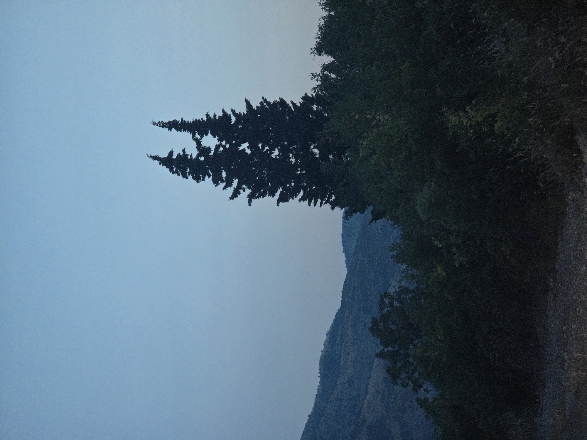 The image depicts a twilight scene with a clear, pale blue sky dominating the upper portion. In the middle ground, two dark, coniferous trees stand prominently, their pointed silhouettes contrasting against the sky. Below these trees, a dense line of dark green foliage forms a visual barrier. In the background, rolling hills are visible, shrouded in shadow and appearing muted blue, suggesting distance and the fading light. The foreground is a dark, textured area, possibly a road or unpaved ground, with hints of dry grass and rocks. The overall impression is one of a natural landscape at dusk, with the prominent trees serving as a focal point. The location is identified as Klopot, Montenegro, however, the image itself does not contain any explicit visual markers to confirm this specific location.
