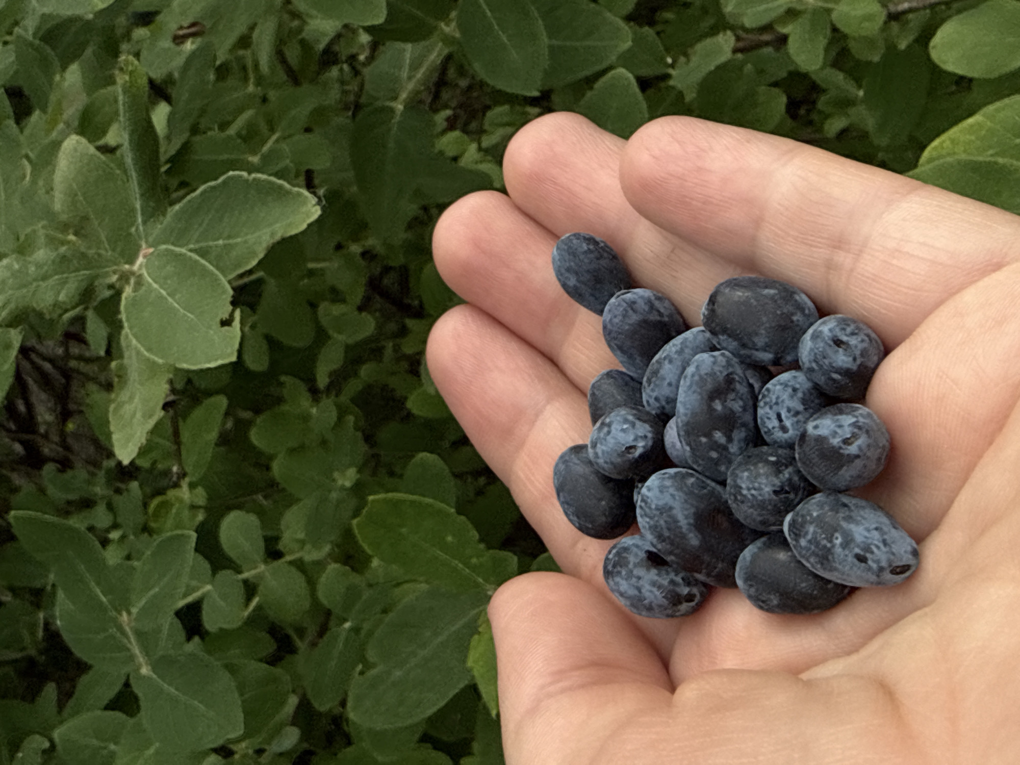 A hand holds a cluster of dark blue berries against a backdrop of green foliage. The berries are oval-shaped with a powdery bloom and vary slightly in size and color saturation. The hand is lightly tanned and appears to be that of an adult. The foliage is lush and dense, suggesting an outdoor setting in a natural environment. The location is identified as Zykova, Russia.