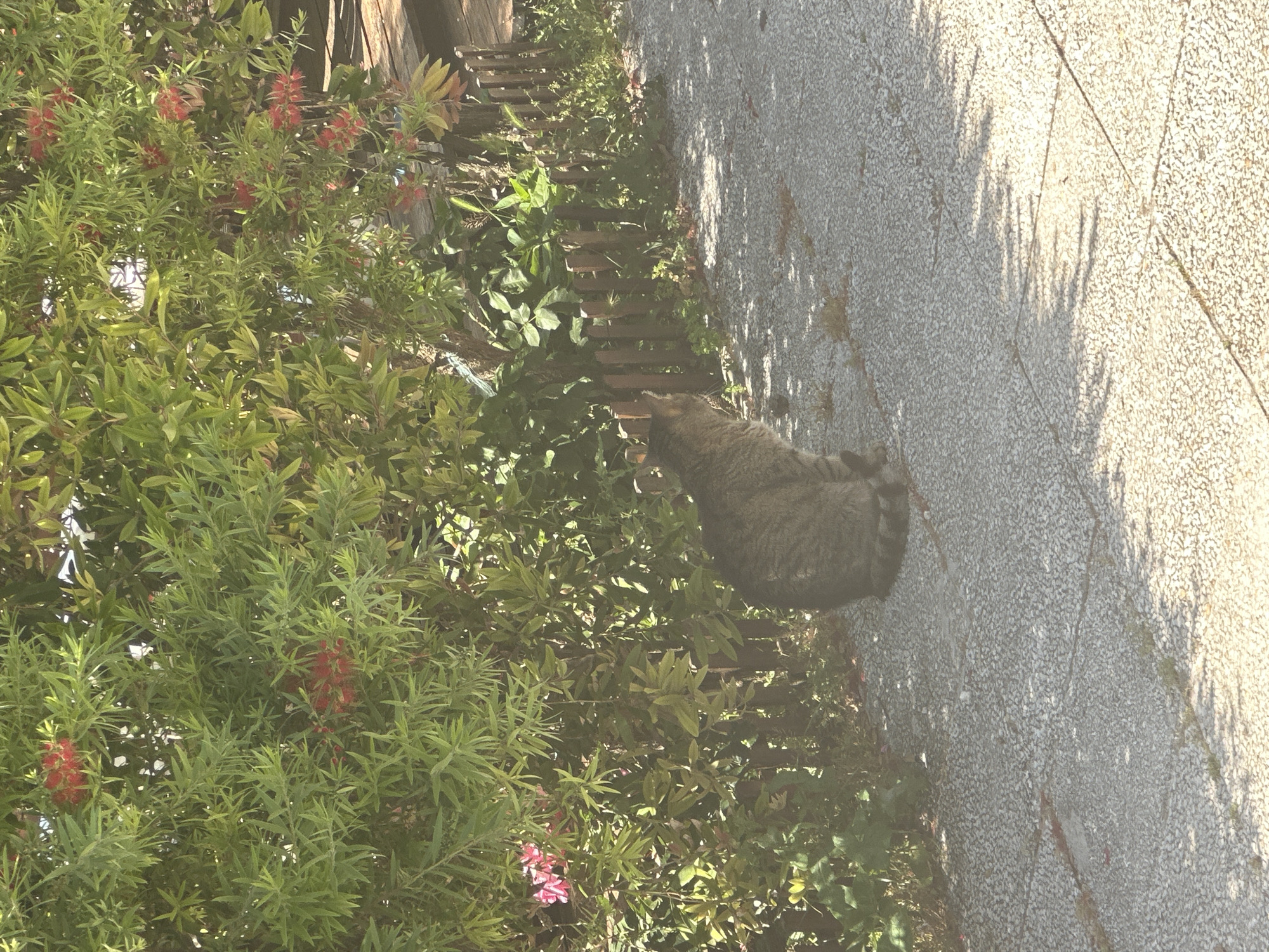 A tabby cat is visible in the center-right of the image. It appears to be resting in some foliage adjacent to a pedestrian walkway. The walkway has a speckled grey surface and is casting shadows. The foliage, which includes a bottlebrush plant, is growing alongside a low, wooden fence, and appears to be located in Budva, Montenegro.