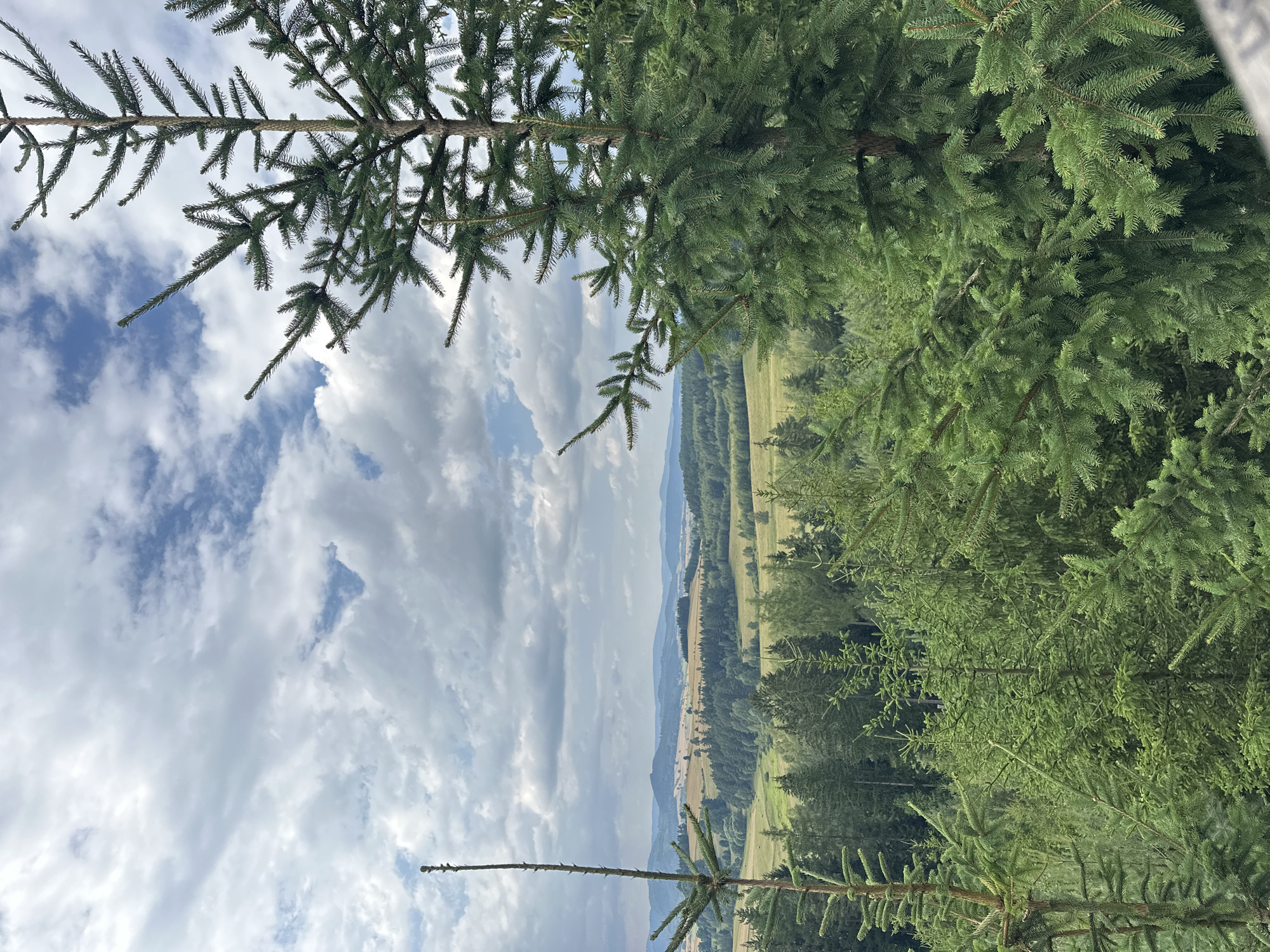 The image shows a landscape view from a high vantage point, likely overlooking the town of Chełmsko Śląskie, Poland. In the foreground, dense evergreen trees, primarily fir or spruce, dominate the view, with their branches extending into the frame. The trees are lush green and appear healthy. Beyond the immediate trees, a rolling landscape unfolds, characterized by fields of varying shades of green and gold, suggesting agriculture. Patches of darker green indicate further forested areas. In the distance, a series of hills or mountains recede into a hazy blue horizon. The sky above is filled with a dynamic mix of white, fluffy cumulus clouds against a pale blue background, indicating fair weather with some cloud cover. There are no people or structures immediately visible in the scene, making it a natural landscape photograph. The overall impression is one of a serene and expansive rural or mountainous environment.