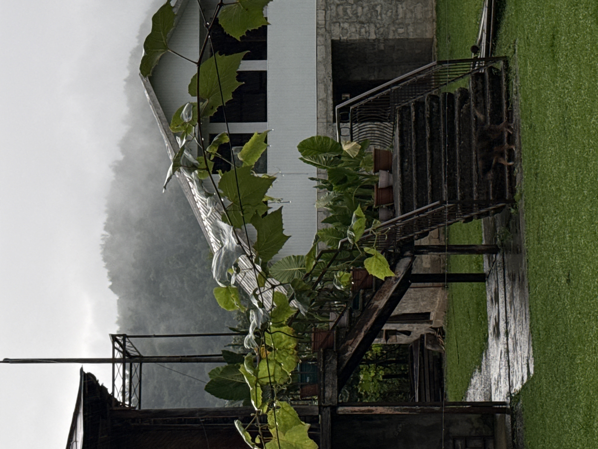 In Jgali, Georgia, this image captures a damp, overcast scene. A dark-haired, medium-sized dog is walking on a stone staircase with metal railings, partially wet from rain. The staircase leads to a white building with stone accents. In the foreground, lush green grass is wet, and a path of wet wooden planks leads away from the stairs. Above the staircase, a vine with large green leaves hangs down, with visible raindrops on the leaves. In the background, a wooden structure with a dark roof is visible, alongside a metal pole and rigging. Beyond the buildings, mist-covered mountains with dense green foliage form the backdrop. The overall atmosphere is somber and humid, suggesting recent or ongoing rainfall.