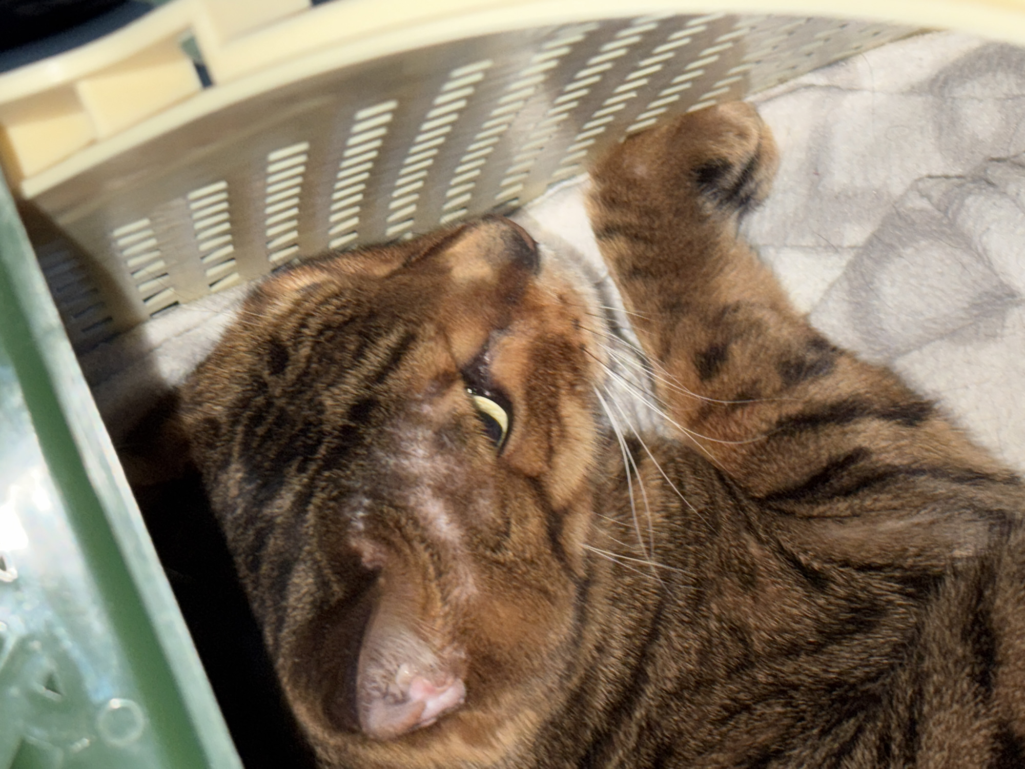 A close-up captures a tabby cat inside a light-colored plastic basket with slotted sides. The cat is lying on its side, with its head near the left side of the frame and its paw extended towards the top. The cat's fur is brown with dark stripes. Its nose is pink, and one eye is partially open. A soft, light-colored blanket is beneath the cat. Part of a green plastic object is visible on the left side of the image. The location is unknown.