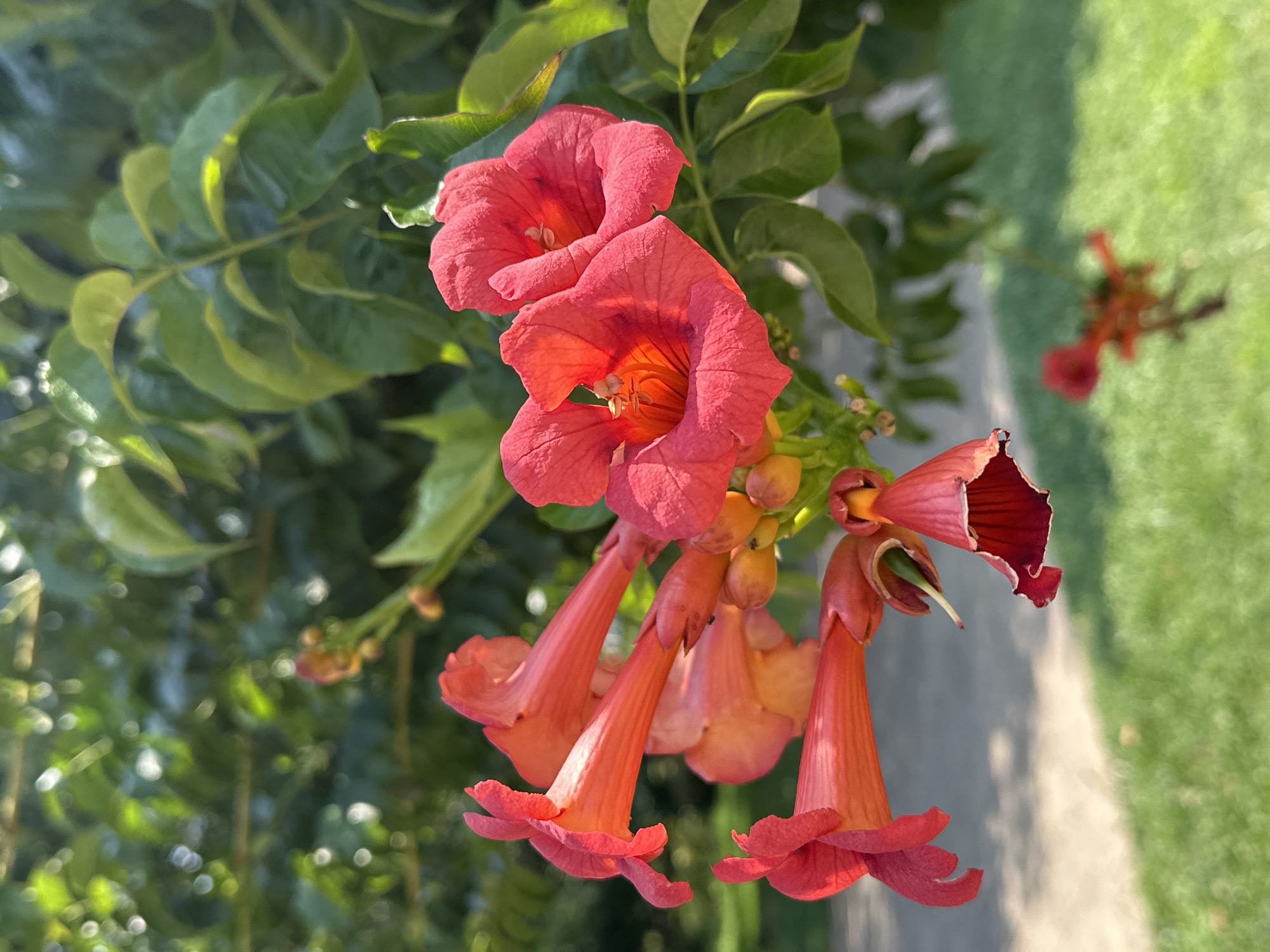 A cluster of trumpet-shaped red and orange flowers is in focus against a blurred background of green leaves and dappled sunlight. Some of the flowers are fully bloomed, revealing their inner structures with stamens, while others are still in bud or partially open, showing their elongated tubes. Below the flowers, a blurred green lawn and a light-colored path are visible, suggesting an outdoor setting. There is no indication of human presence or activity within the frame. This scene could be located in a park or garden in Sochi, Russia, where such flora is common.
