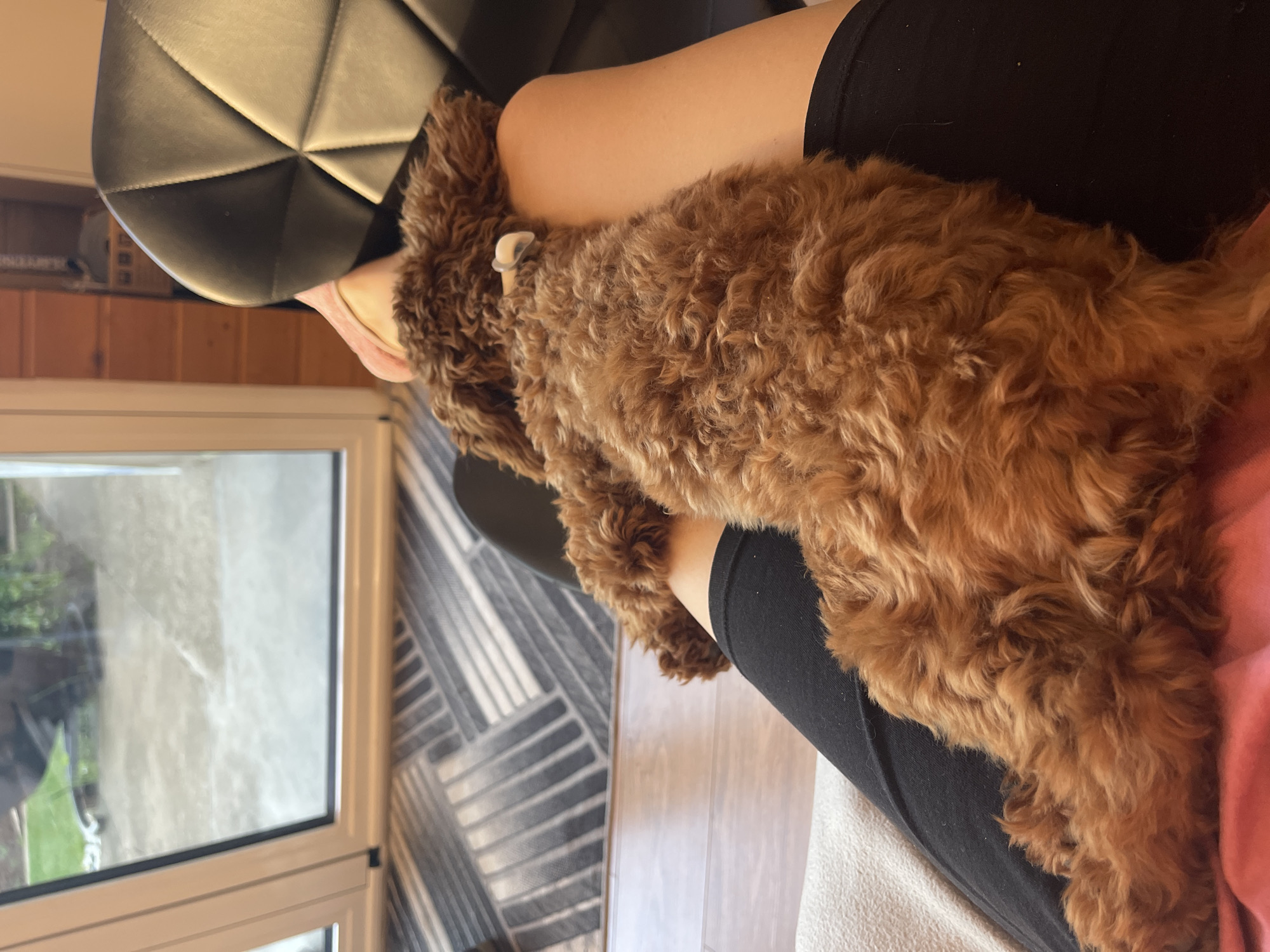 A brown, curly-haired dog lies comfortably across a person's lap, who is wearing black leggings. The dog appears to be wearing a white tag around its neck. The person is seated in a black, geometric-patterned chair. A window is visible in the background, reflecting an outdoor scene of greenery. The floor has a grey and white geometric patterned rug. It is impossible to determine the location in the city of Sofia, Bulgaria from the image.
