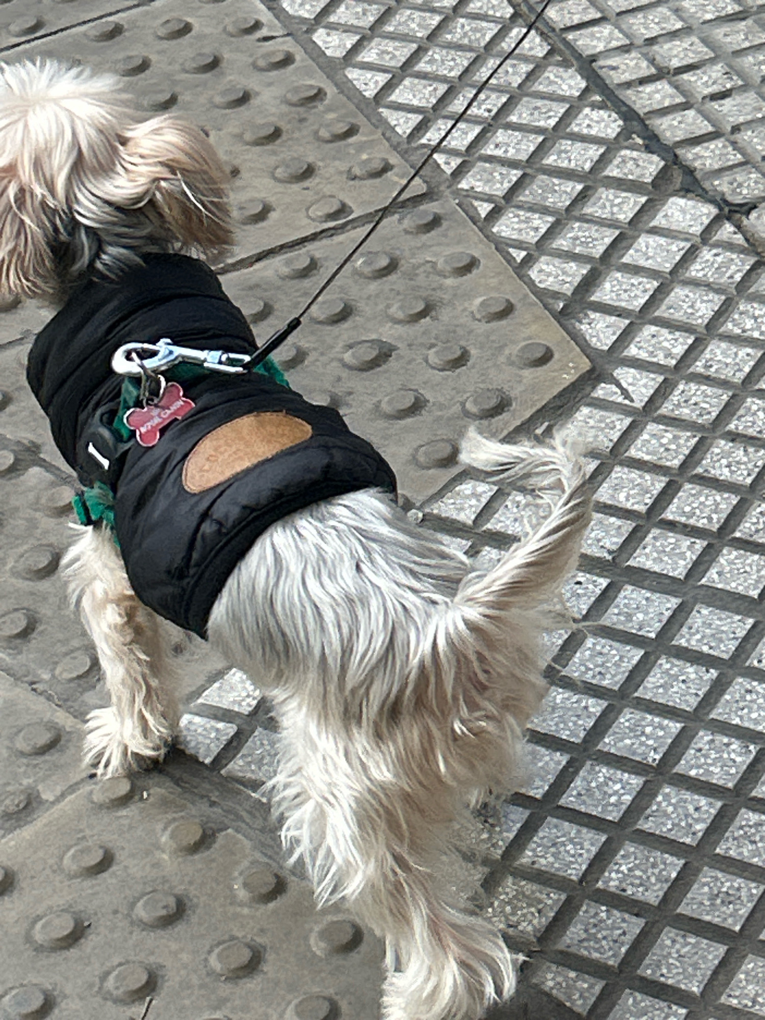An outdoor, high-angle, medium shot captures a small, light-colored, long-haired dog walking on a textured concrete sidewalk. The dog is wearing a black puffer vest with a green lining and a small, bone-shaped red tag that reads "ROYAL CANIN". A metal leash clip is attached to a harness or collar underneath the vest. The sidewalk features a pattern of raised circular bumps and a grid of diamond-shaped indentations, typical of tactile paving for the visually impaired, commonly found in urban environments like Buenos Aires, Argentina. The sun casts shadows, indicating it is daytime.