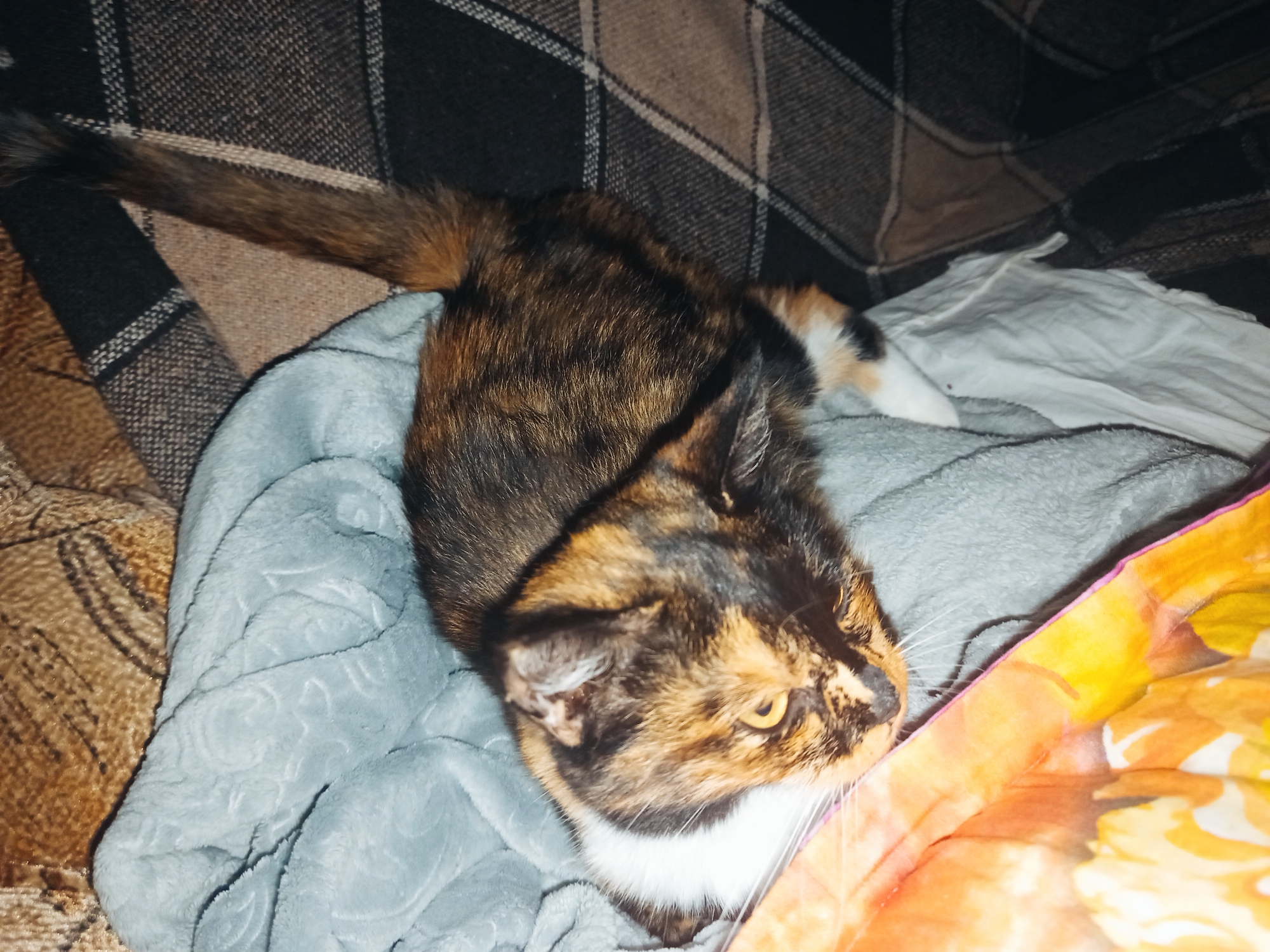 An overhead shot shows a tortoiseshell cat lying on a bed. The cat is primarily black, brown, and orange, with white markings on its chest and paws. It is nestled on a light blue, textured blanket, which is partially covering an orange and yellow patterned blanket. To the right of the cat, a dark, checkered blanket is visible. The cat's head is turned to its left, with its yellow eyes partially closed. Its tail is extended upwards and to the right. The scene is dimly lit, suggesting an indoor setting, possibly a bedroom or living room. The provided crops are close-ups of various elements within the image, highlighting the textures of the blankets, the cat's fur, and its facial features.