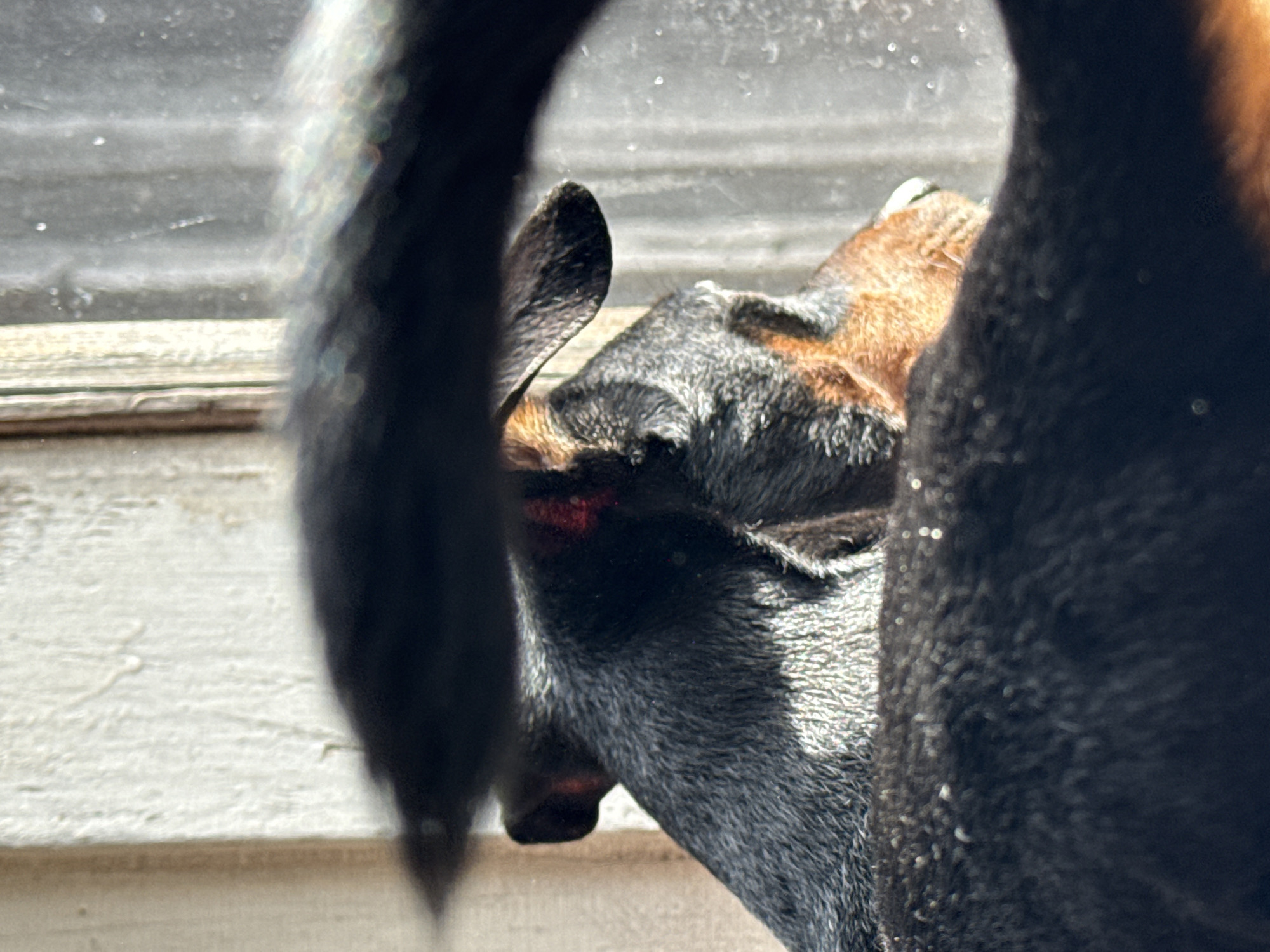 The image depicts a close-up view of a dog looking out a window in Nizhnyaya Chermoda, Russia. The dog is mostly black with brown markings on its head. The dog is partially obscured by its own tail and body. The window has a white frame and a view of the exterior.