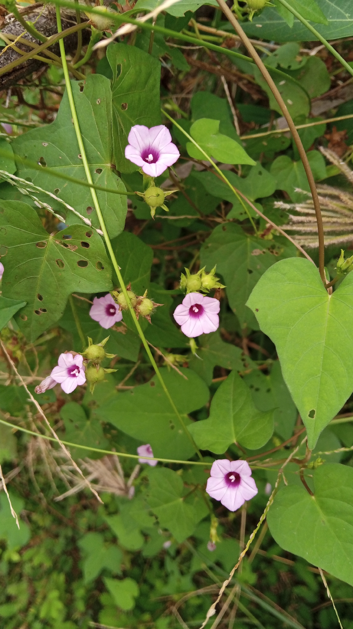 A close-up, vertical, top-down shot captures several light purple morning glory flowers with deep purple centers, blooming amongst lush green foliage. The flowers exhibit a funnel shape with five prominent petals. Some of the flowers are partially obscured by leaves and thin, dry grass stalks. Several unopened buds, covered in fine hairs, are also visible. The leaves are heart-shaped with natural perforations. The background is a soft blur of green and brown, suggesting a natural, outdoor setting. The scene is devoid of human presence and activity. This image appears to have been taken in the natural surroundings of Buketteukuh, Indonesia.