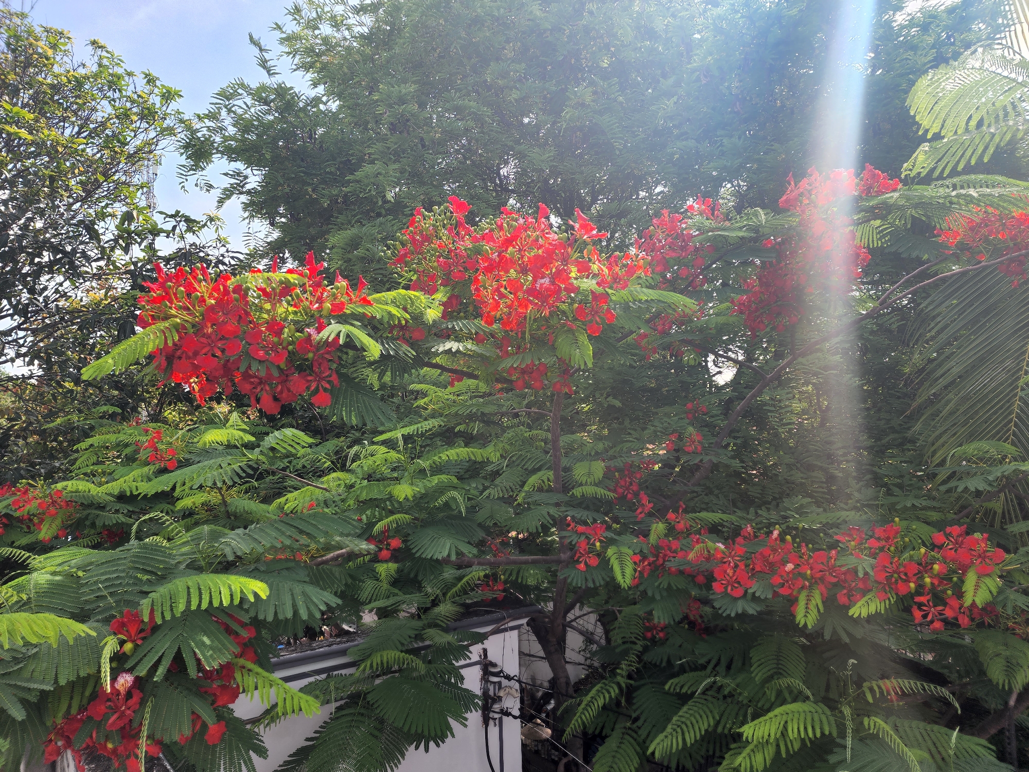 The image shows a close-up of a Flame Tree (Delonix regia) in full bloom with vibrant red flowers and feathery green leaves. The tree is set against a backdrop of a bright blue sky with some light sun flares. Part of a white building with electrical wires and insulators is visible at the bottom of the frame, suggesting an urban or semi-urban setting. The dense foliage of the Flame Tree dominates the frame, with its branches laden with clusters of brilliant red flowers and delicate, fern-like compound leaves. The overall impression is one of a lush and colorful natural display within a built environment. The specific location is Phan Thiet Ward, Vietnam.