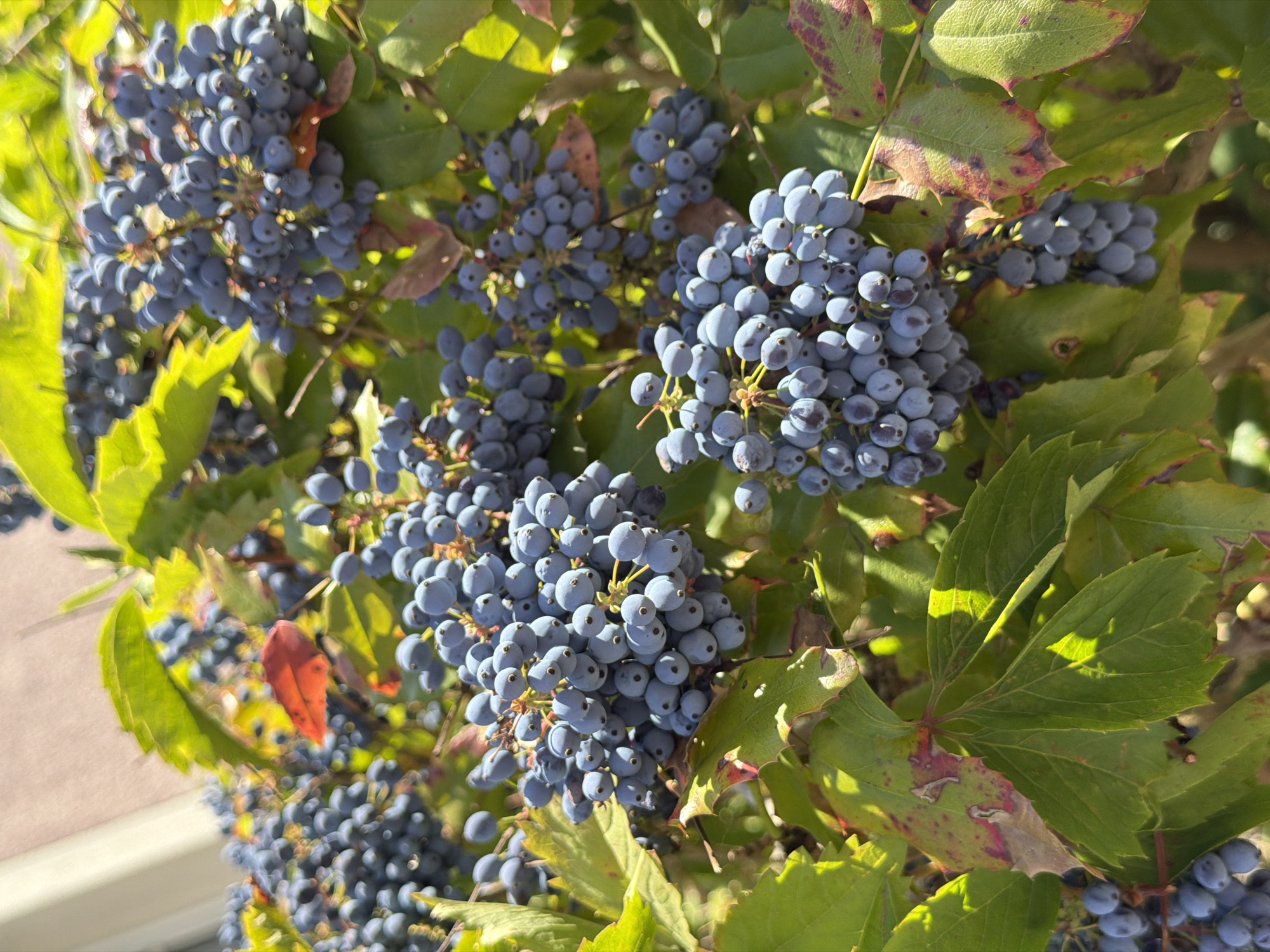The image is a close-up, eye-level, vertical shot of a Mahonia bush laden with clusters of small, dark blue berries. The berries are round and densely packed on their stems. Vibrant green leaves, some showing reddish-brown discoloration or spots, surround the berries. The sunlight casts strong shadows and highlights on the leaves and berries, suggesting an outdoor setting during daytime. The background is softly blurred, with hints of a pale structure and other foliage, indicating a natural or garden environment. There are no people or animals visible in the image. Based on the provided context that the image is located in Bayreuth, Germany, this scene depicts a Mahonia bush likely growing in a park, garden, or natural area within the city.