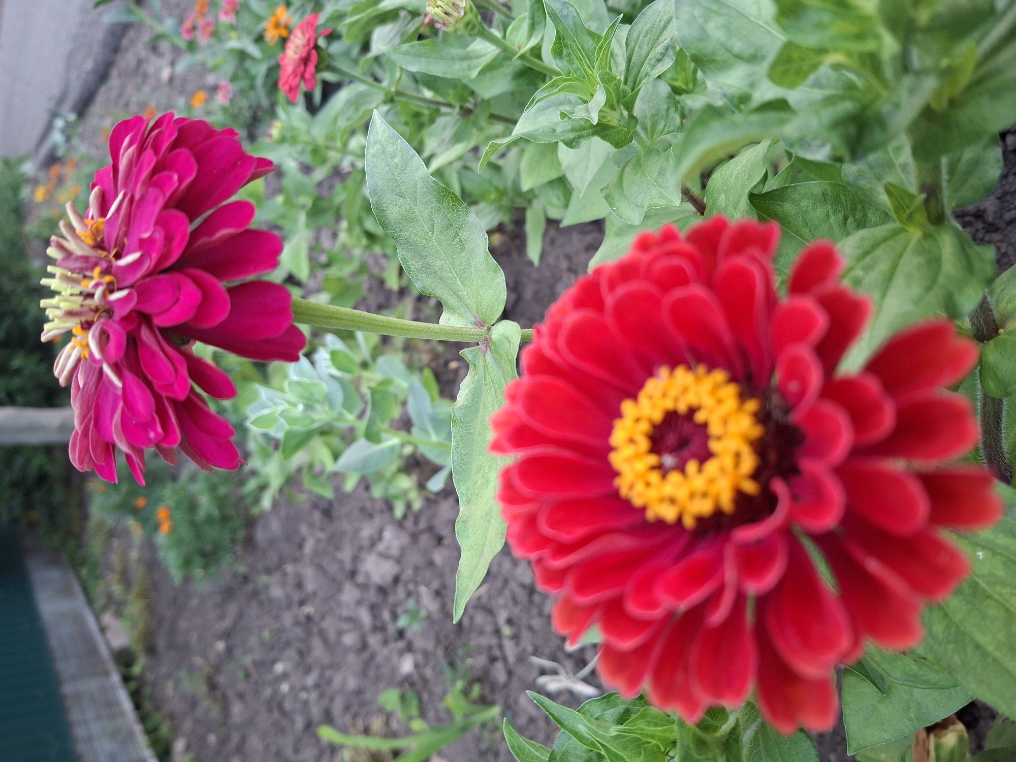This is a close-up, slightly low-angle, outdoor photograph of two Zinnia flowers in a garden. The foreground features a vibrant red Zinnia with a bright yellow center, its petals in sharp focus. Behind it, a fuchsia-colored Zinnia is visible, slightly out of focus, showcasing its layered petals and green and yellow pistils. The flowers are surrounded by green foliage and dark soil. In the background, a blurred green fence and a paved surface are partially visible, suggesting an urban or suburban garden setting. The image does not depict any people or animals, nor does it offer specific visual cues to pinpoint its exact location within Gorkovskiy, Russia beyond it being an outdoor garden.