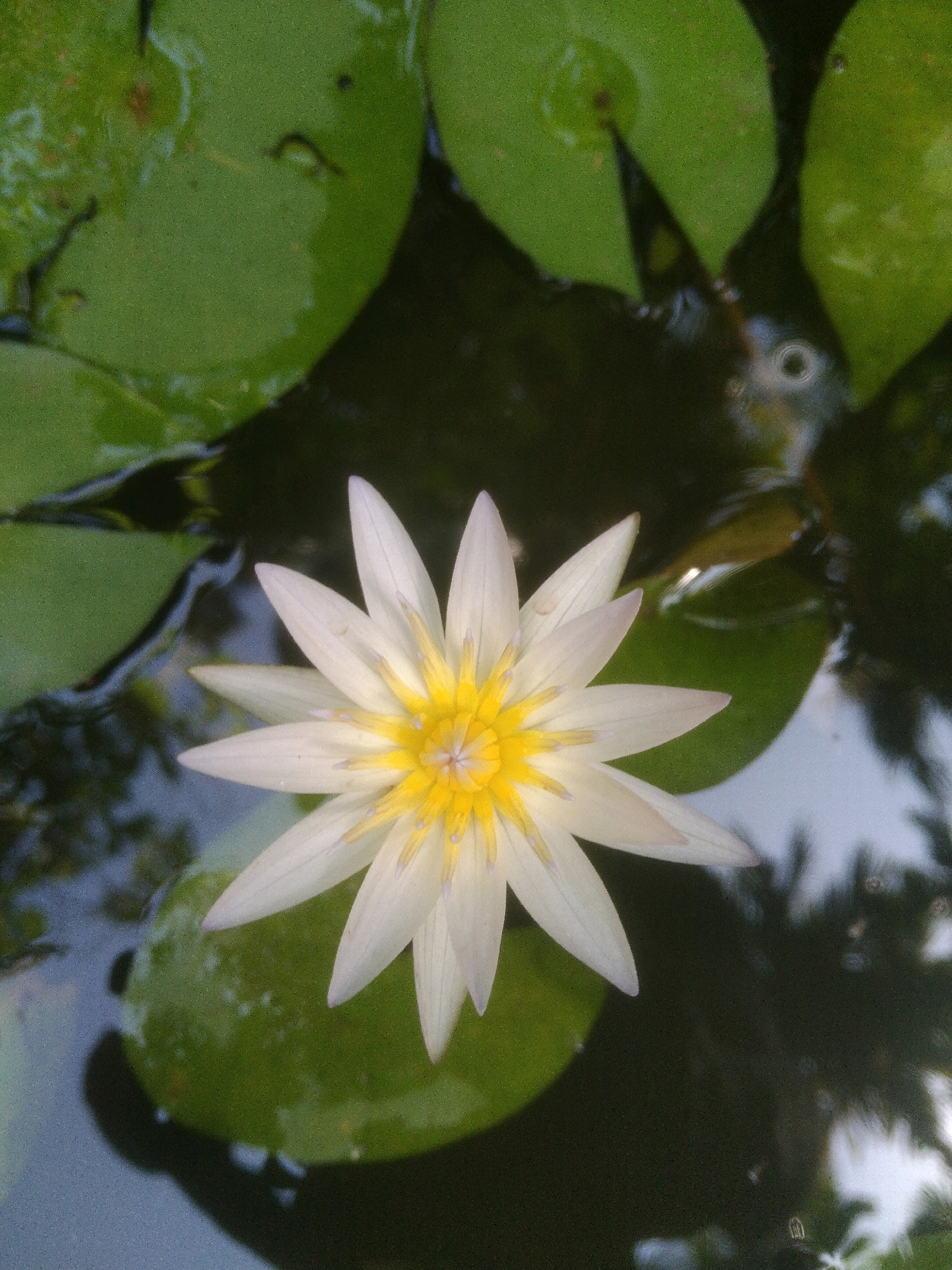 An overhead shot shows a white lotus flower with a yellow center floating on dark water. The flower has many thin petals radiating outward. Several large, round, green lily pads are partially visible in the water around the flower. The surface of the water is dark and reflects some of the surrounding greenery and the sky.